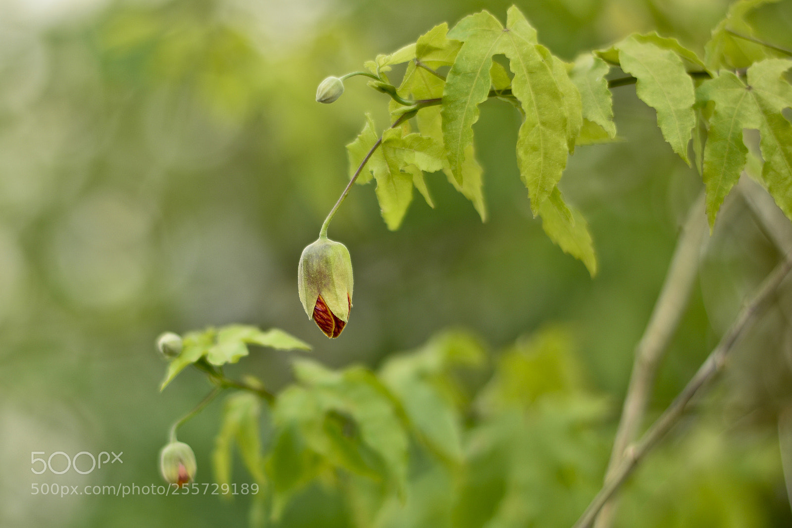 Nikon D5300 sample photo. Untitled photography