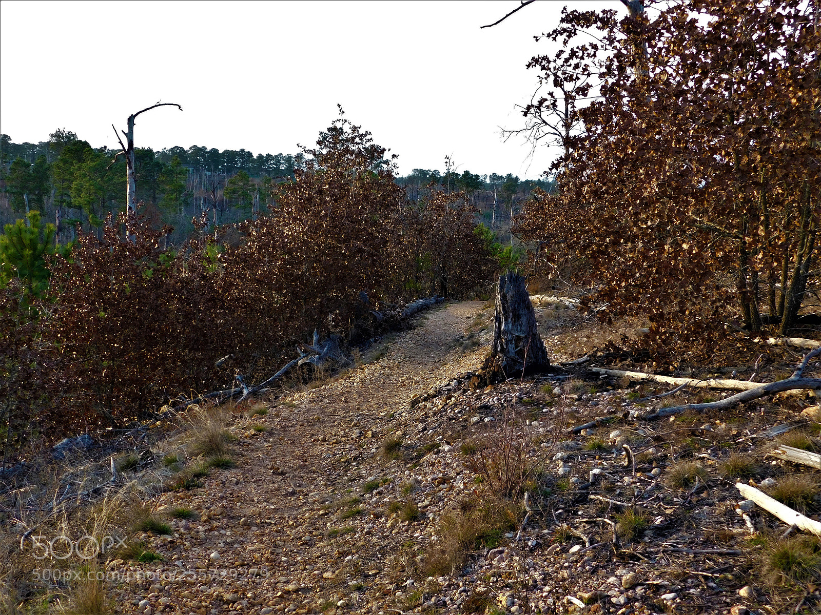 Nikon Coolpix B500 sample photo. () photography