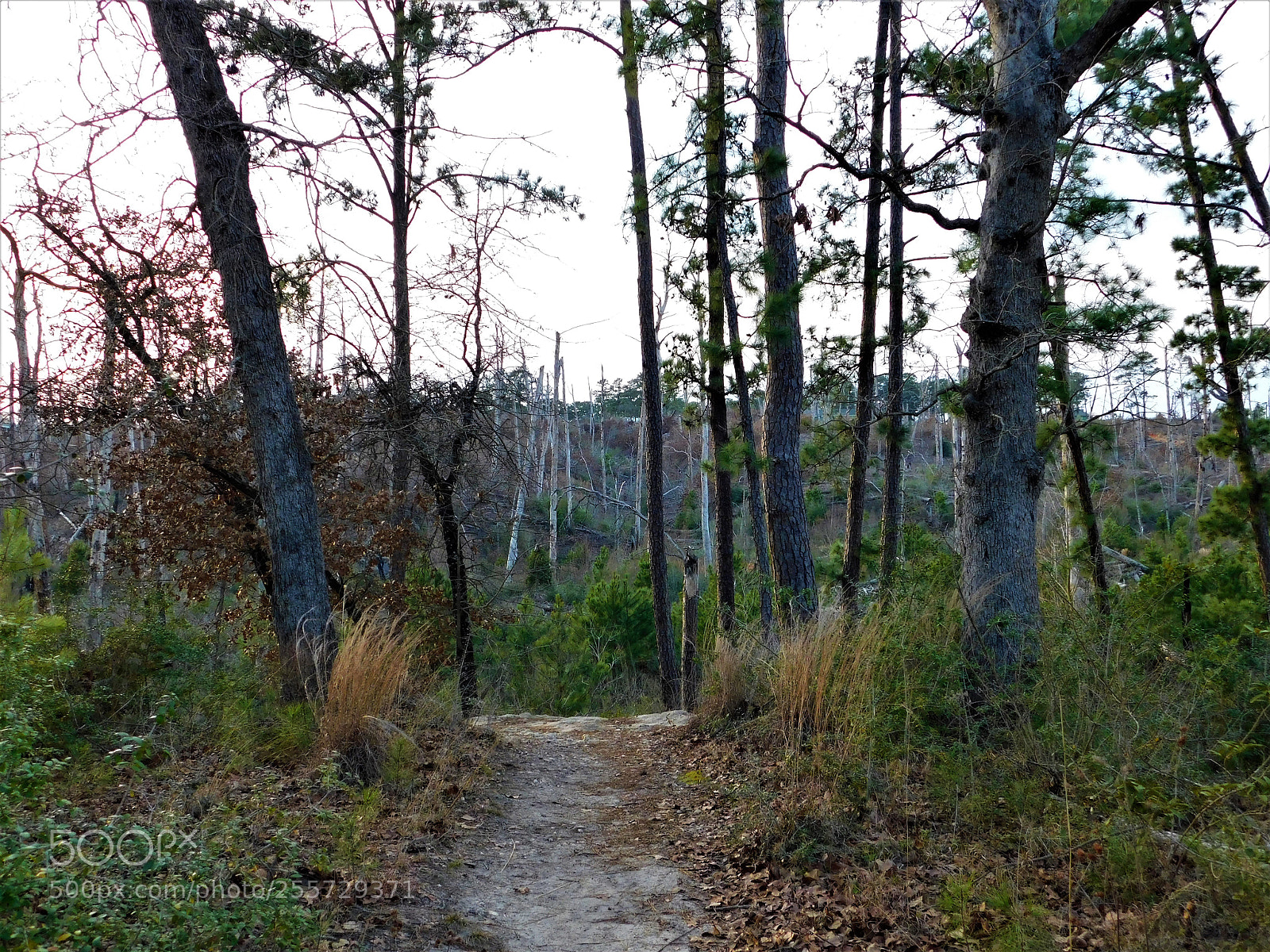 Nikon Coolpix B500 sample photo. () photography