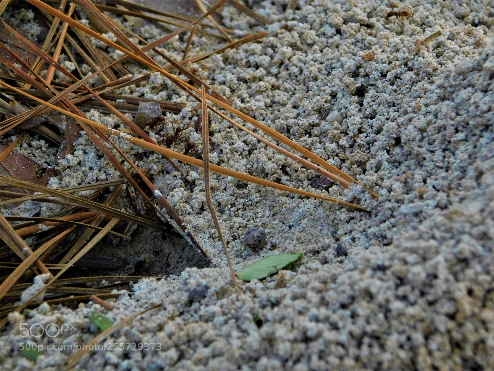 Nikon Coolpix B500 sample photo. () photography
