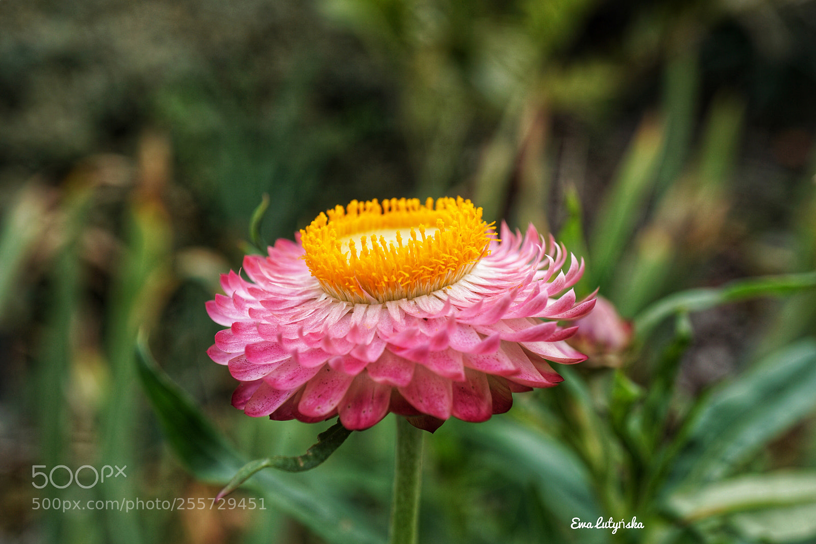 Sony a6000 sample photo. Strawflower photography