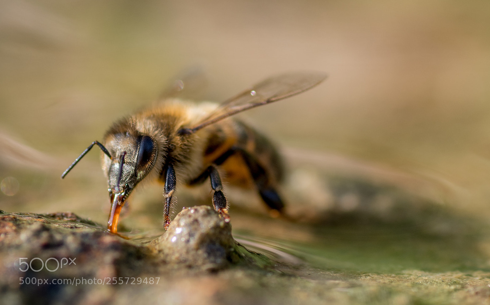 Nikon D500 sample photo. Bee photography