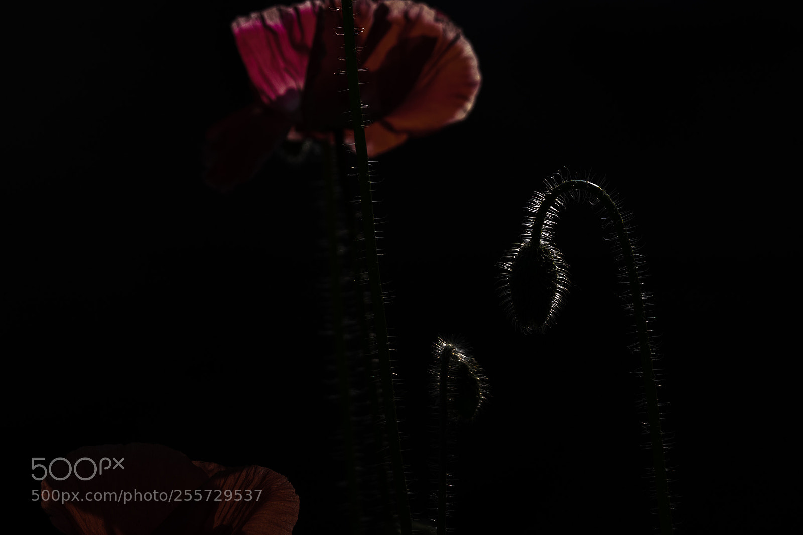 Canon EOS 80D sample photo. Corn poppy（new) photography