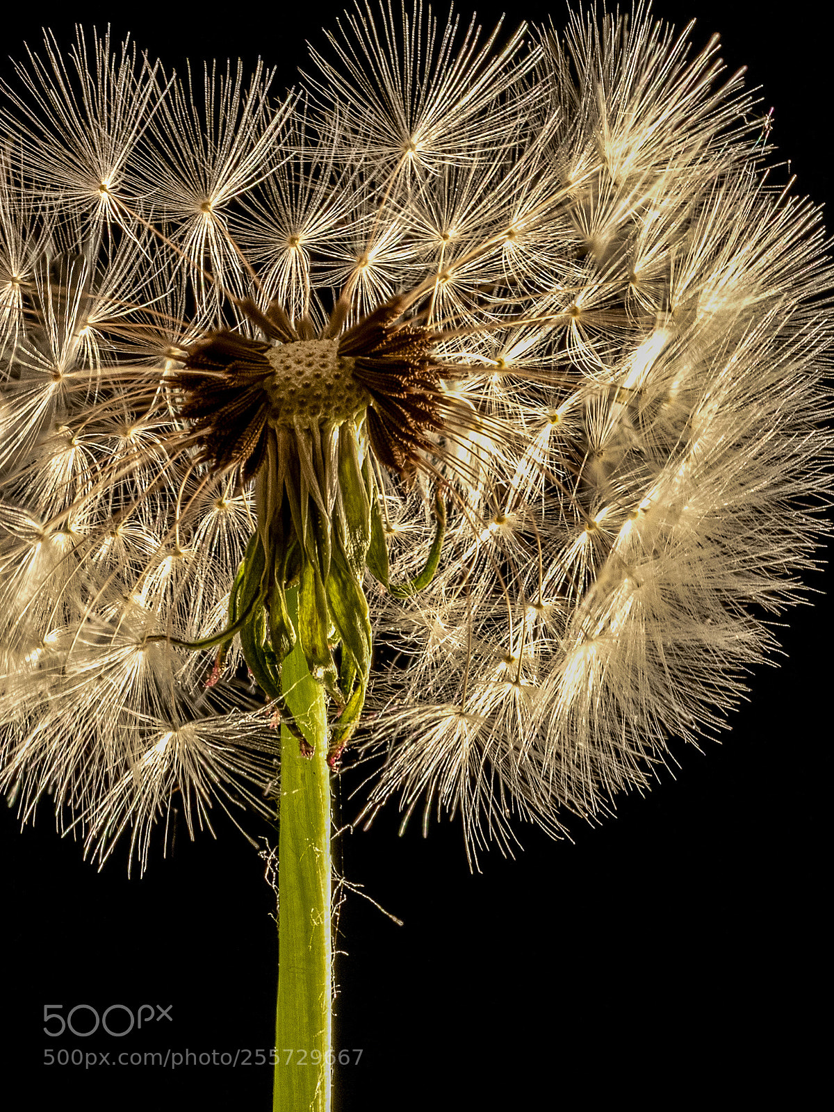 Olympus OM-D E-M5 II sample photo. Dandelion photography