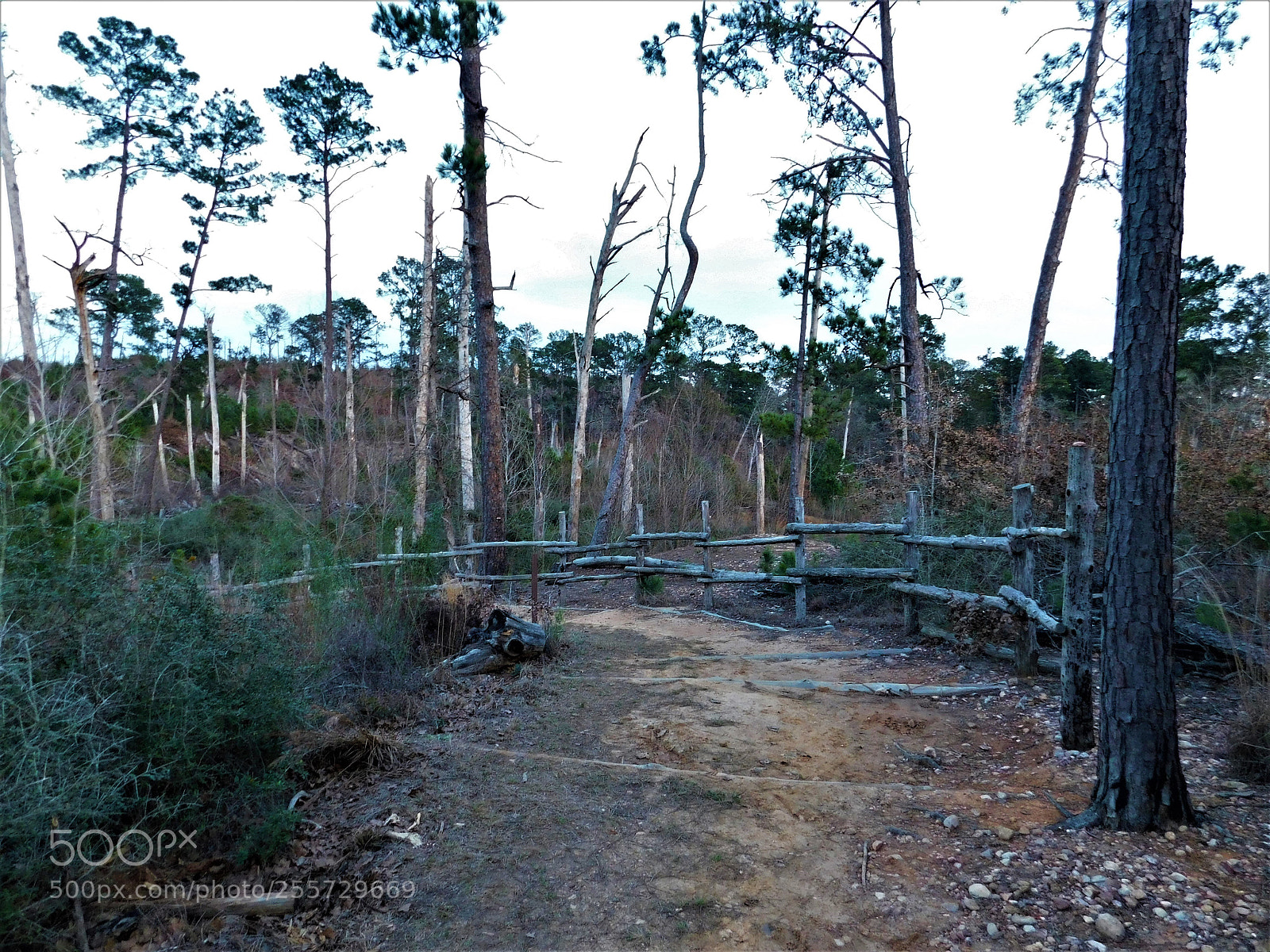 Nikon Coolpix B500 sample photo. () photography