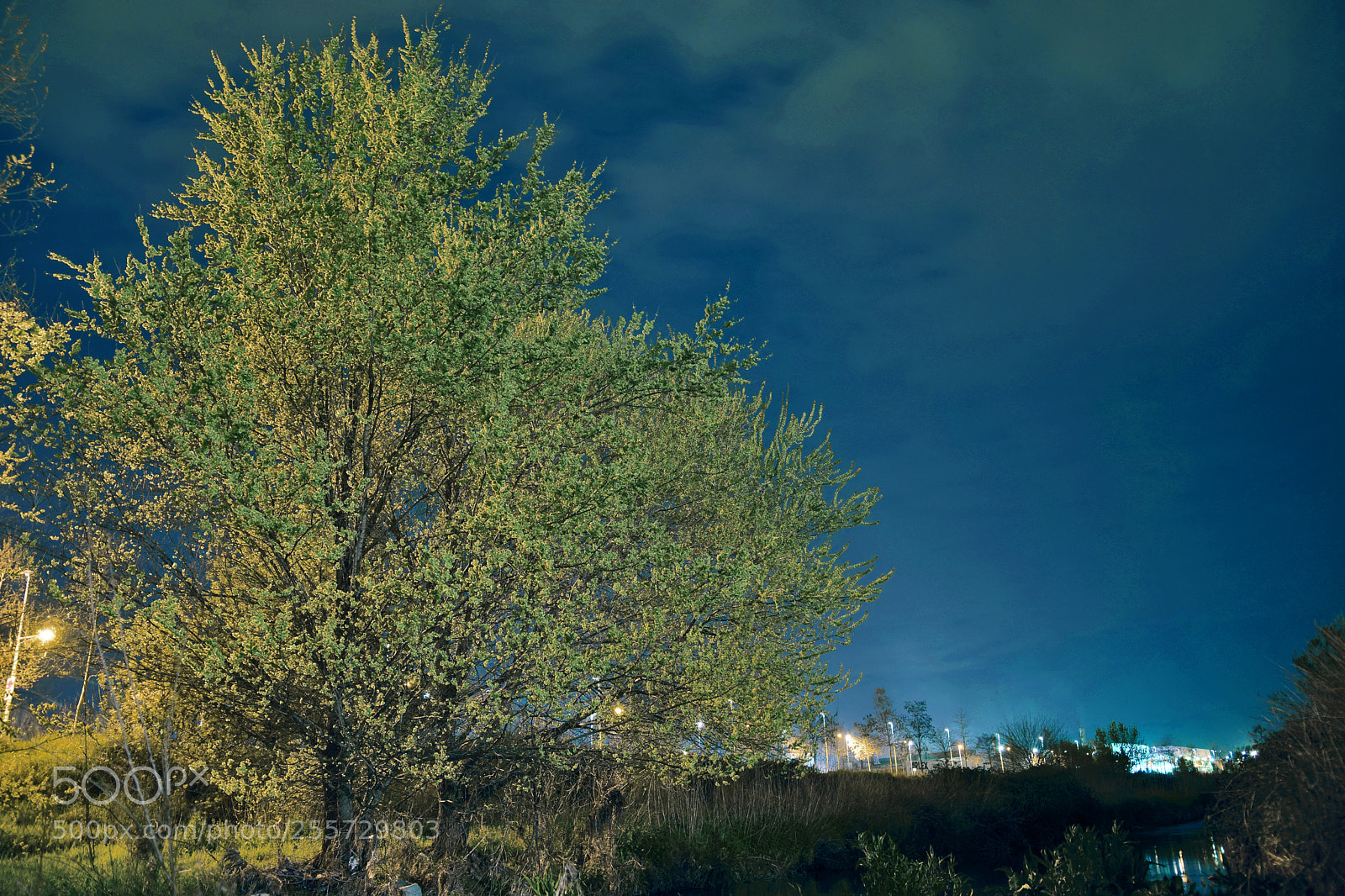Nikon D5300 sample photo. The tree and the photography