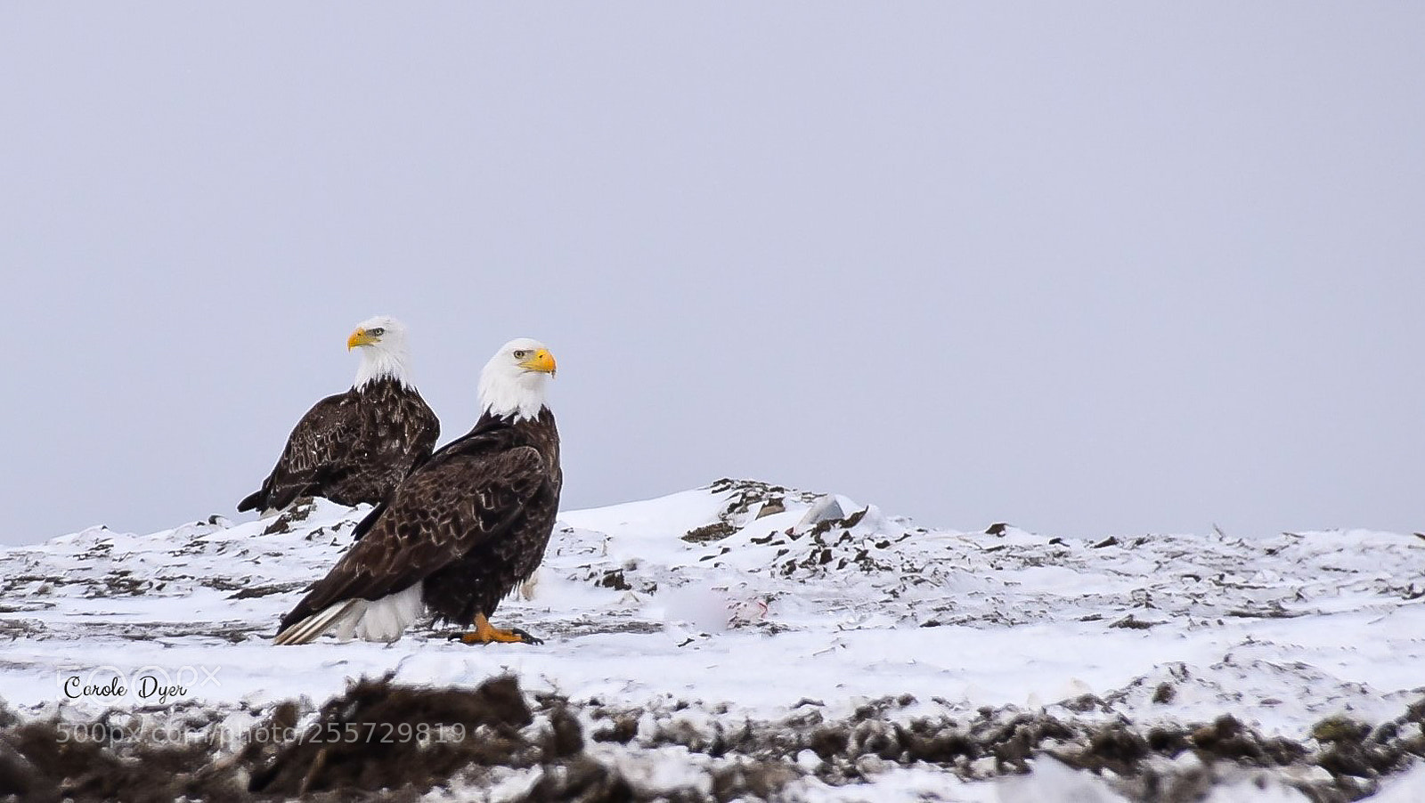 Nikon D5600 sample photo. Bald eagles photography