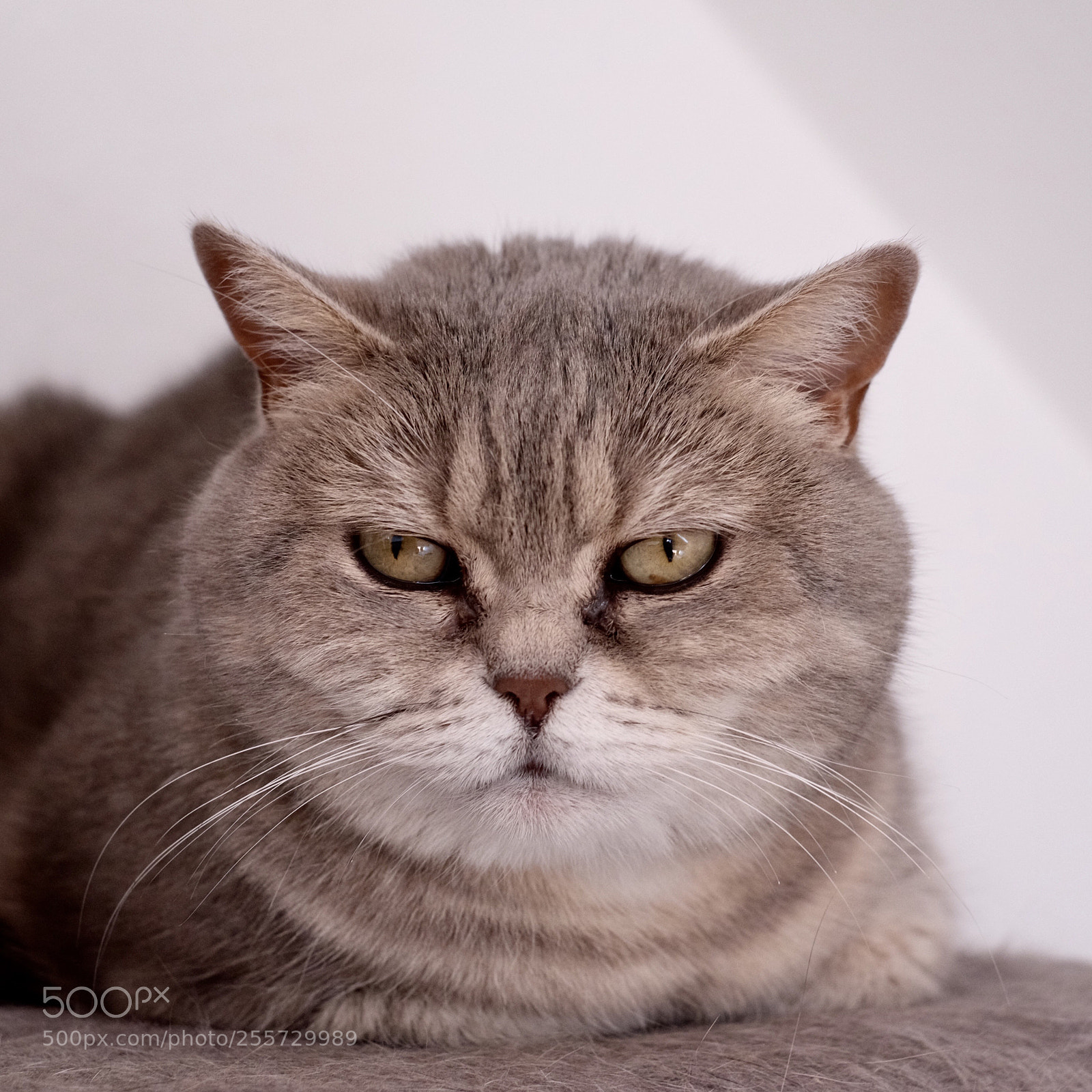 Fujifilm X-T1 sample photo. Sally photography