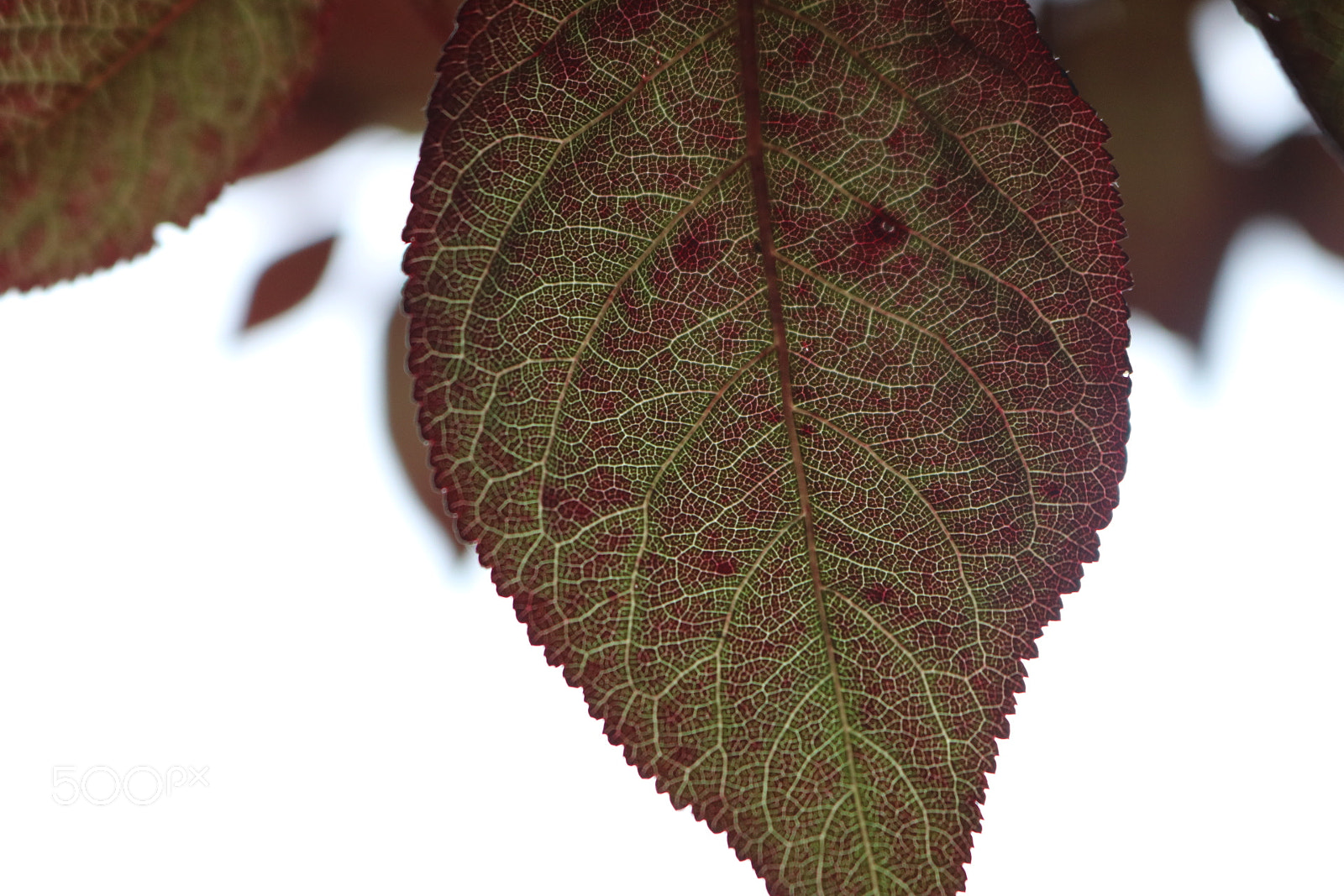 Canon EOS 750D (EOS Rebel T6i / EOS Kiss X8i) sample photo. Vessel photography