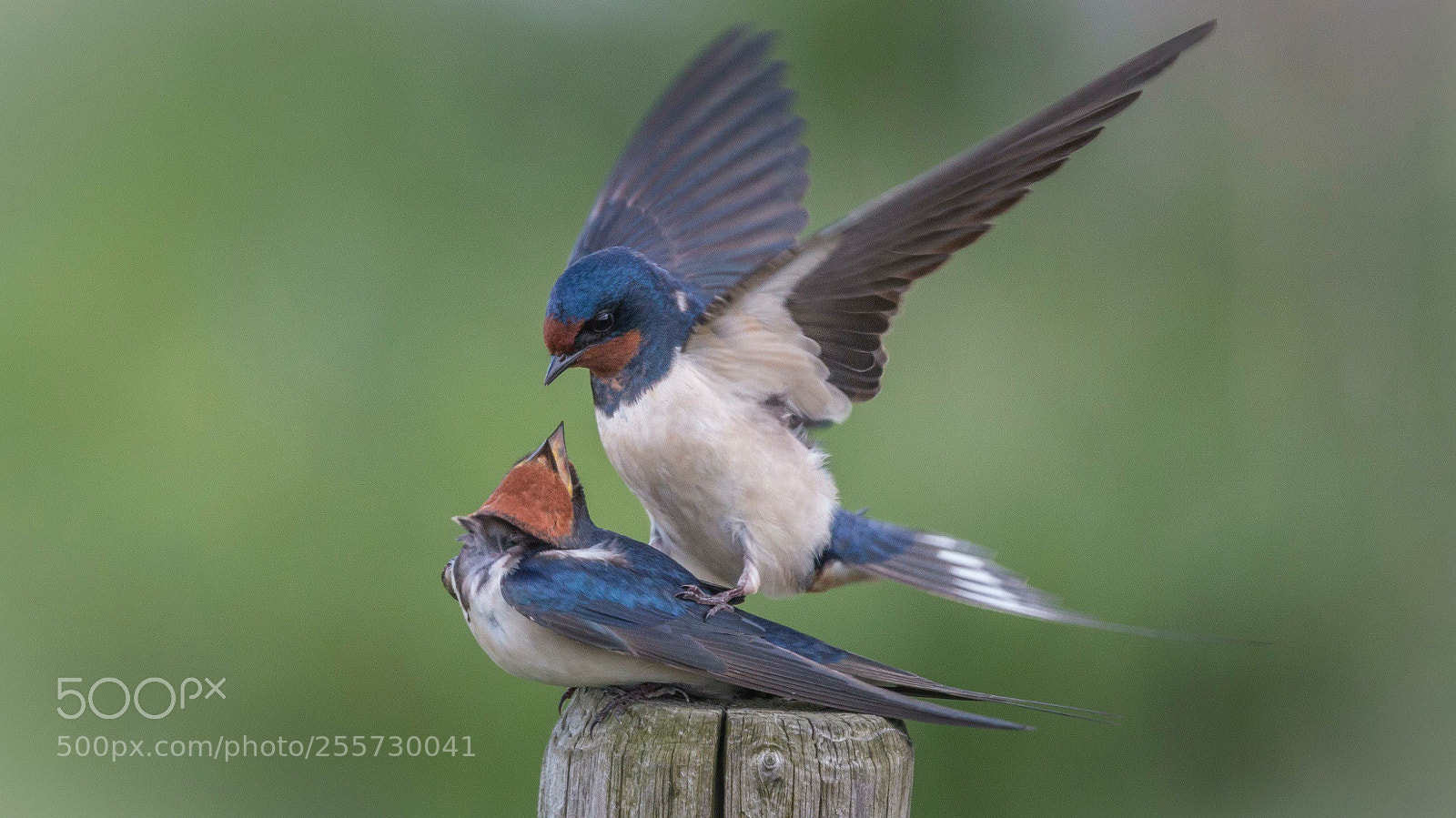 Canon EOS 70D sample photo. Loving birds photography