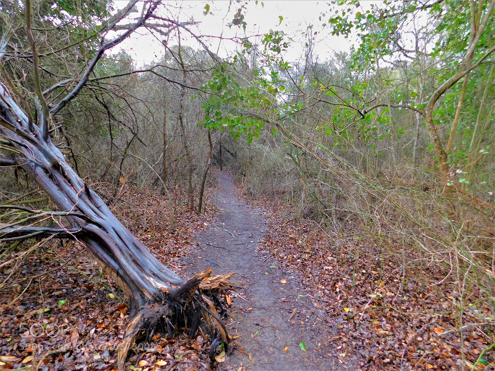 Nikon Coolpix B500 sample photo. () photography