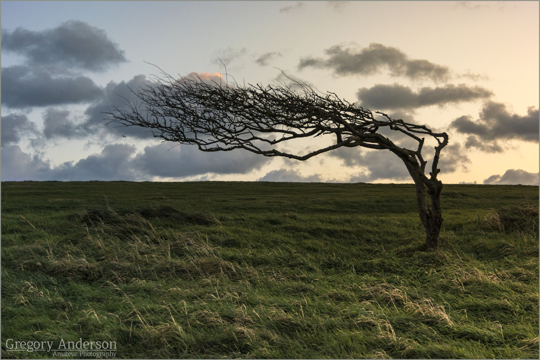 Nikon 1 J4 sample photo. Eastborne tree photography