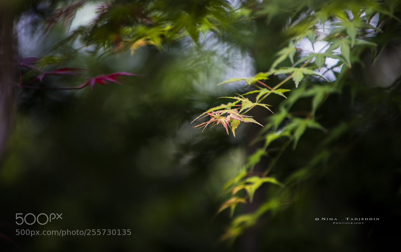 Canon EOS 5DS R sample photo. Colorful tree photography