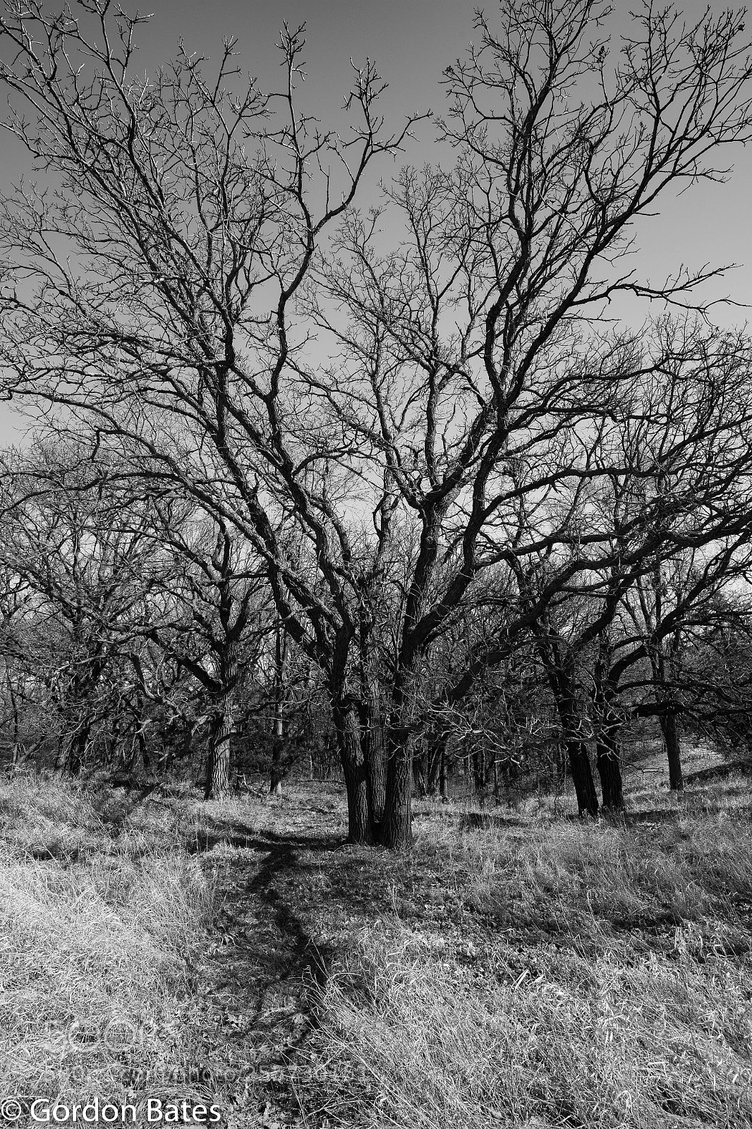 Canon EOS 6D sample photo. Into the winter woods photography