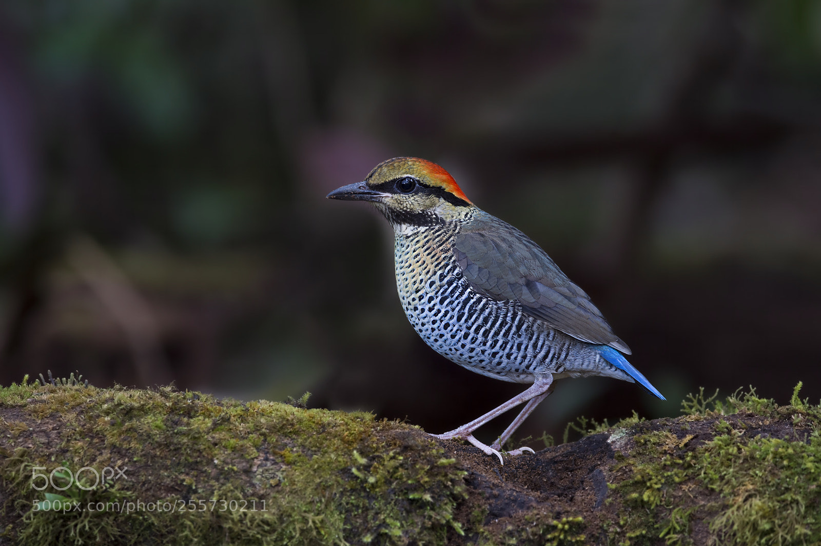 Nikon D4 sample photo. Blue pitta (jv-m) photography