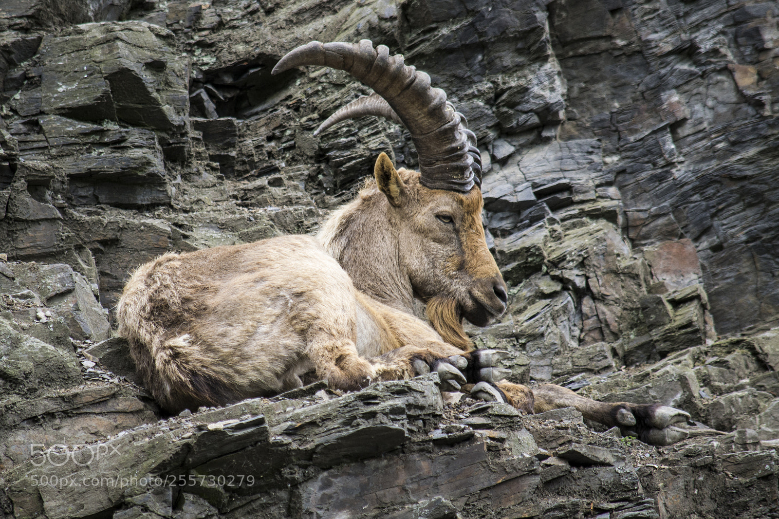 Nikon D3100 sample photo. Ibex (capra caucasica) photography