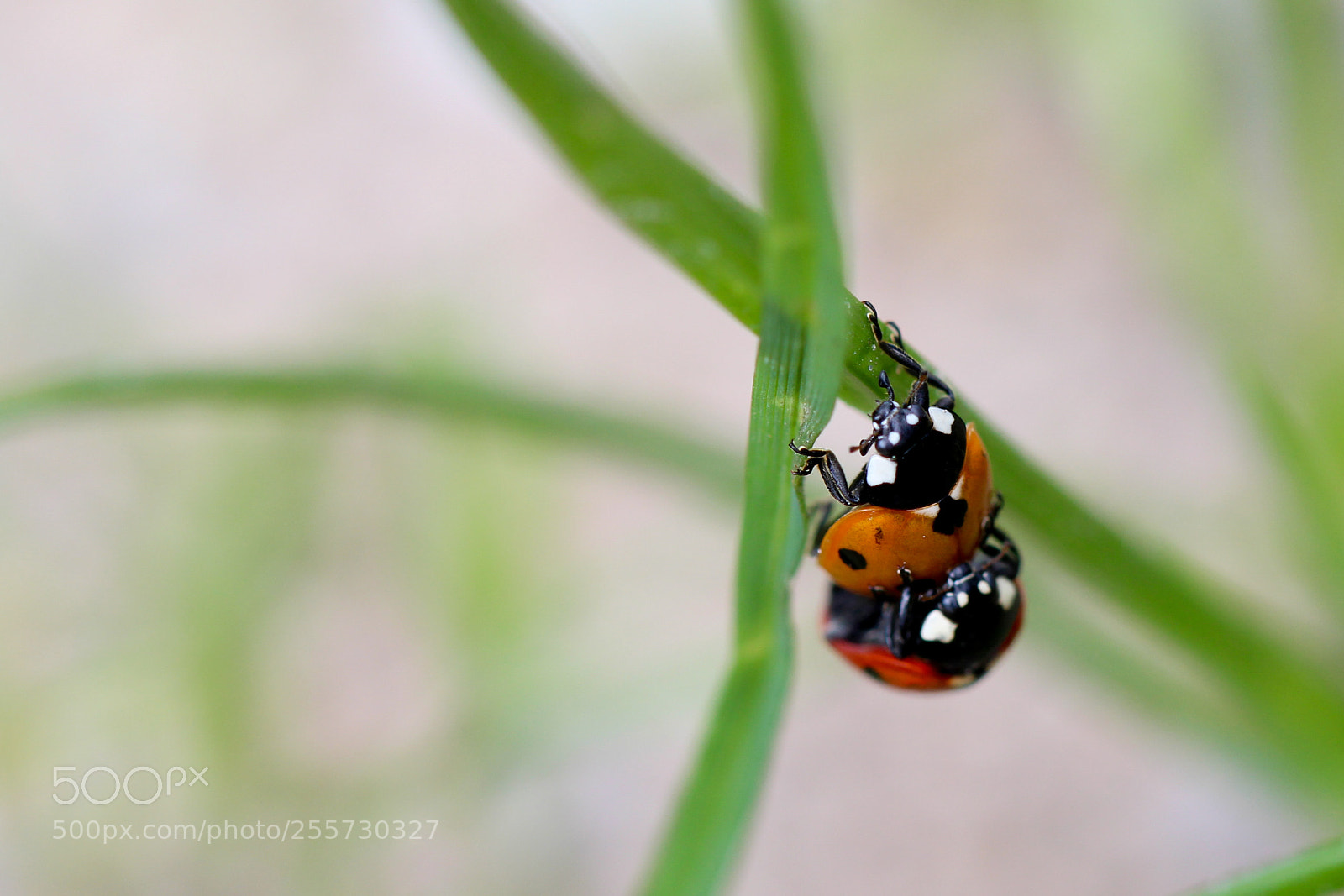 Canon EOS 700D (EOS Rebel T5i / EOS Kiss X7i) sample photo. Untitled photography
