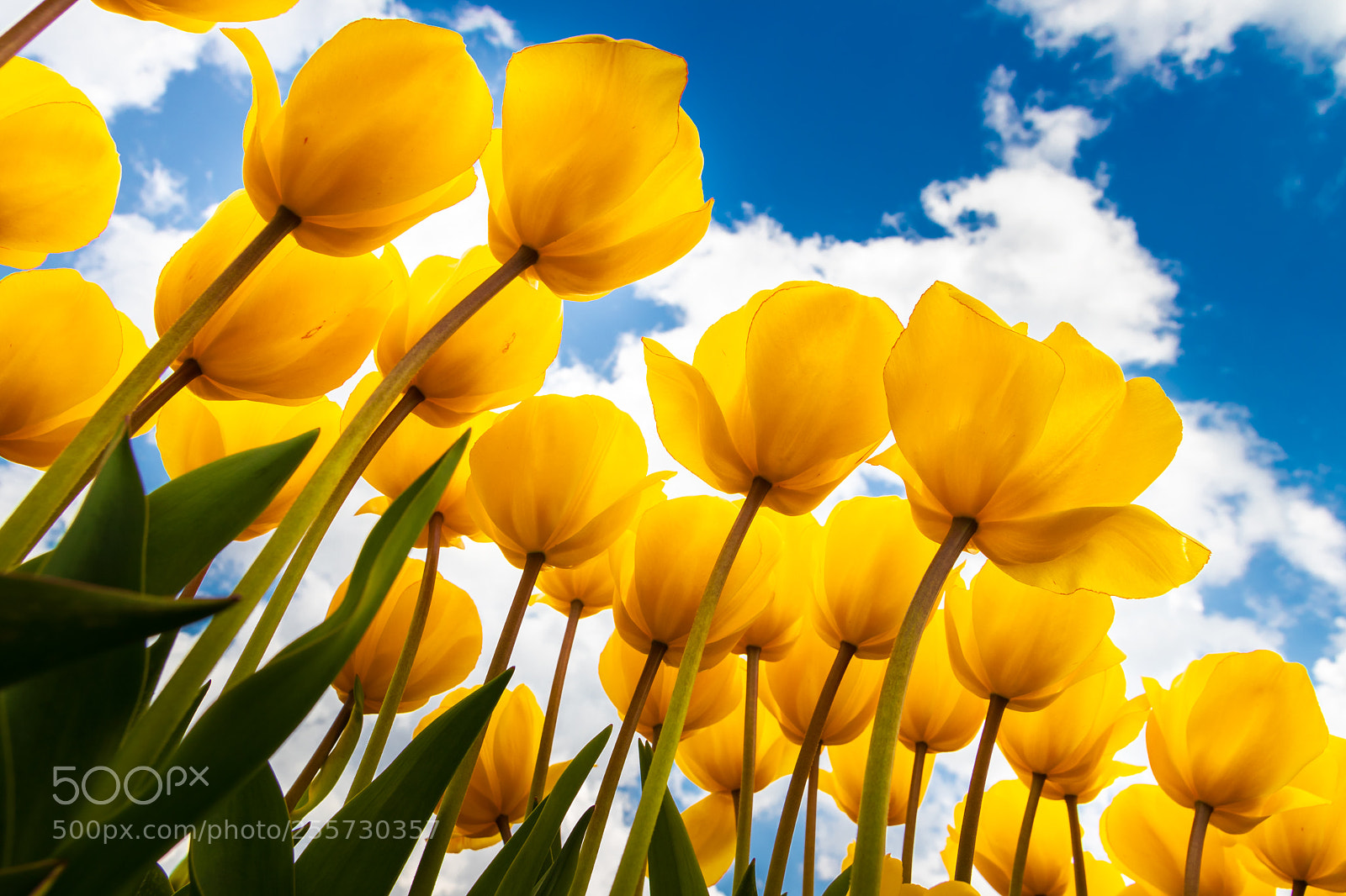 Canon EOS 80D sample photo. Yellow tulip against blue photography