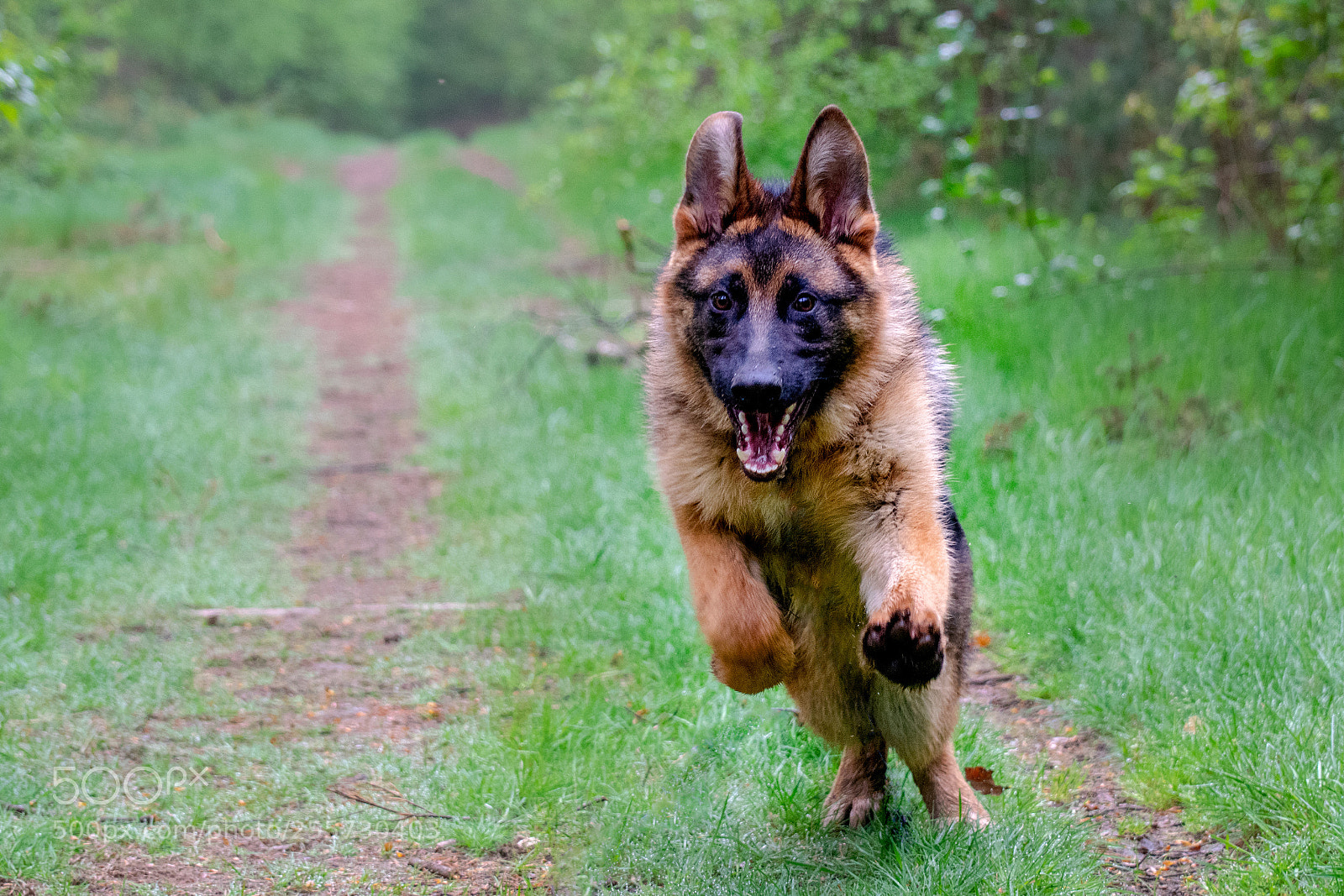 Nikon D5300 sample photo. Action photography