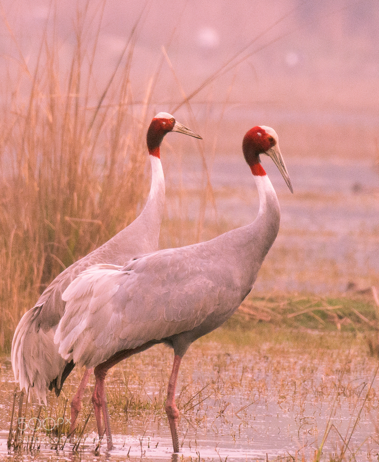 Nikon D7200 sample photo. Sarus cranes photography