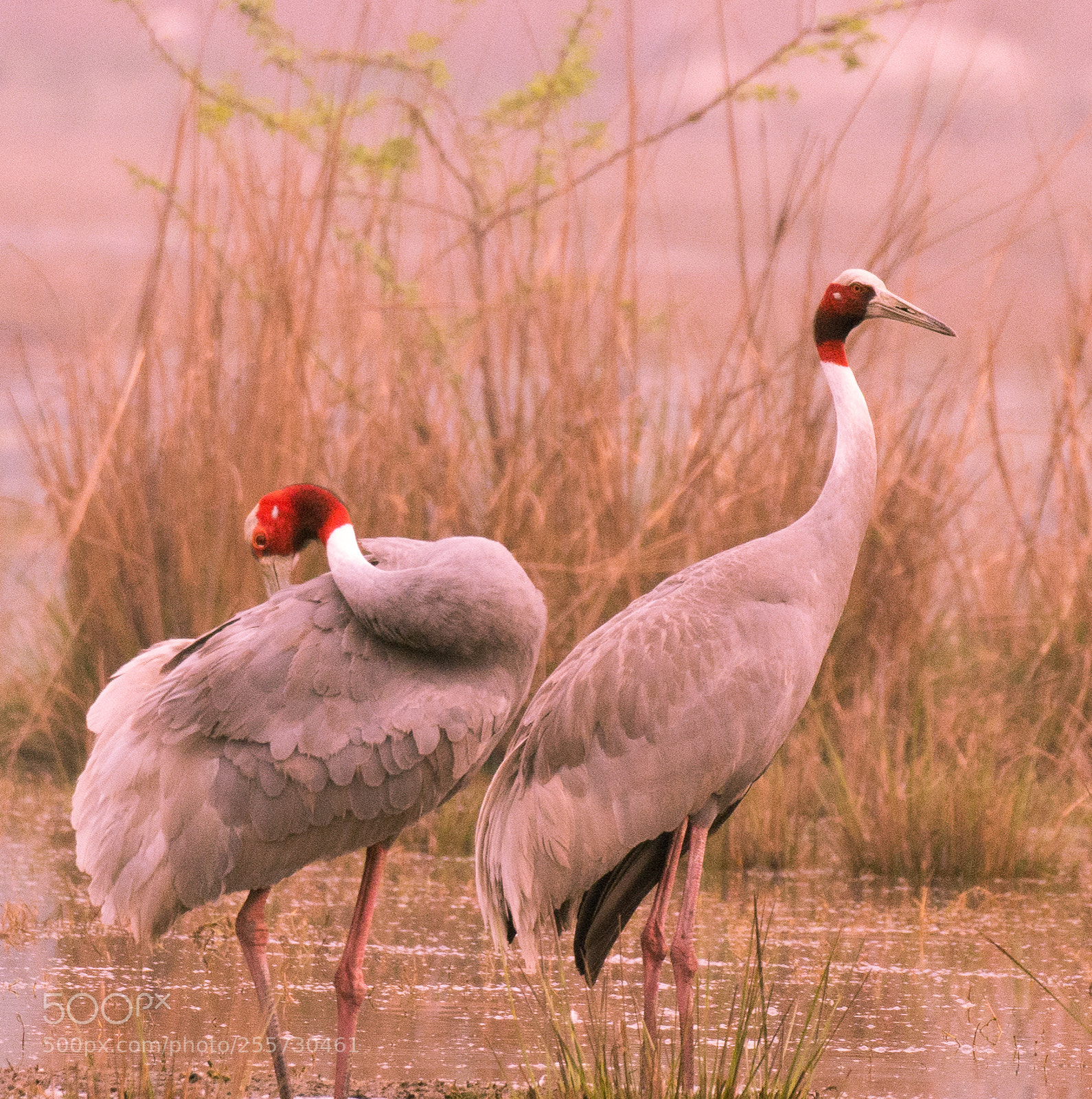Nikon D7200 sample photo. Sarus cranes posing photography