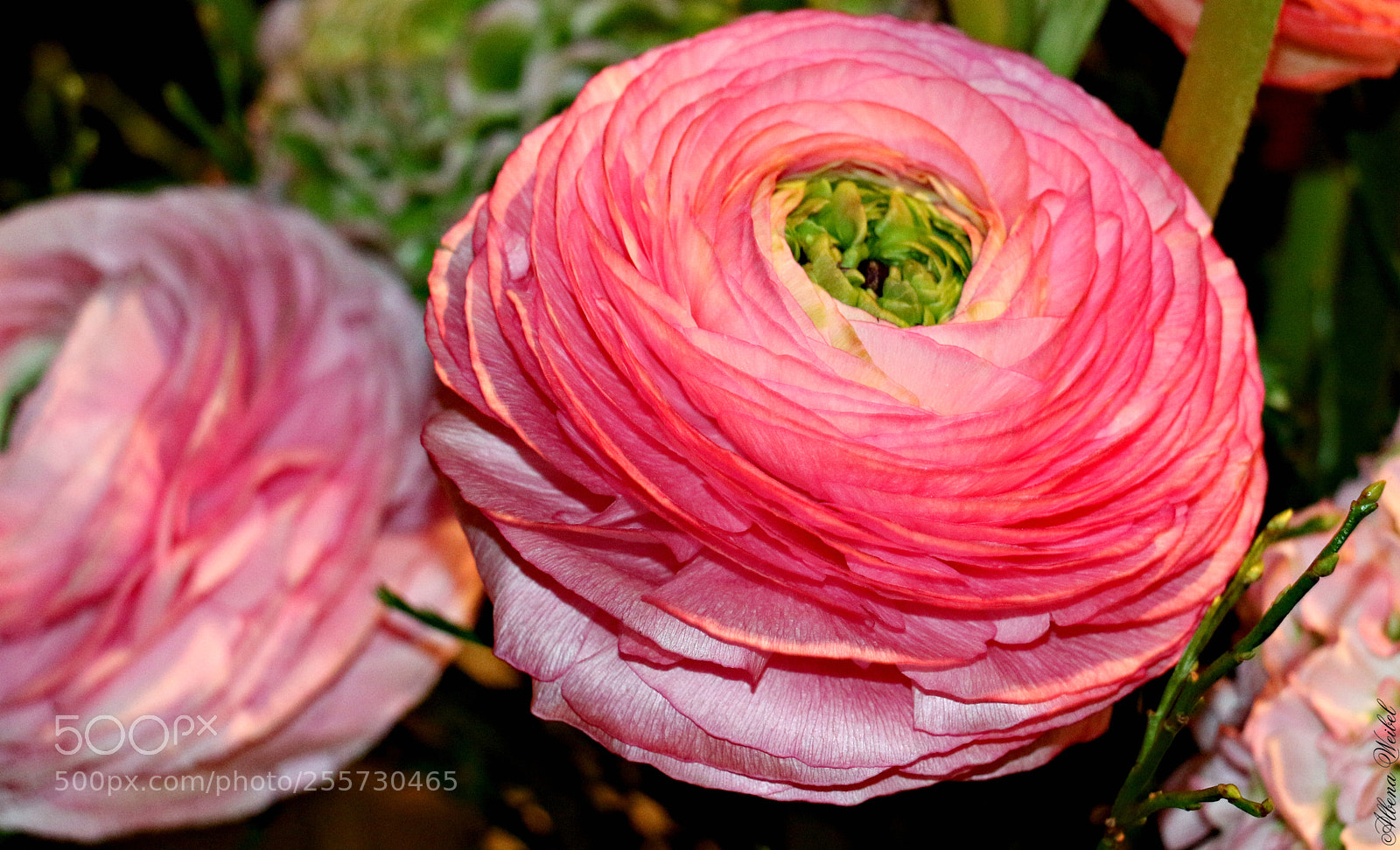 Canon EOS 70D sample photo. Springtime greetings... photography