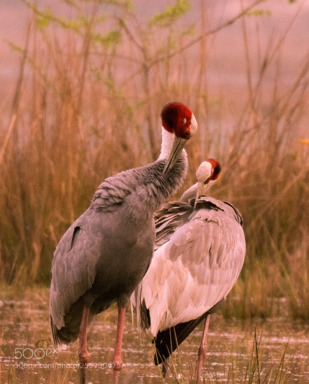 Nikon D7200 sample photo. Cranes_the longest bird. photography