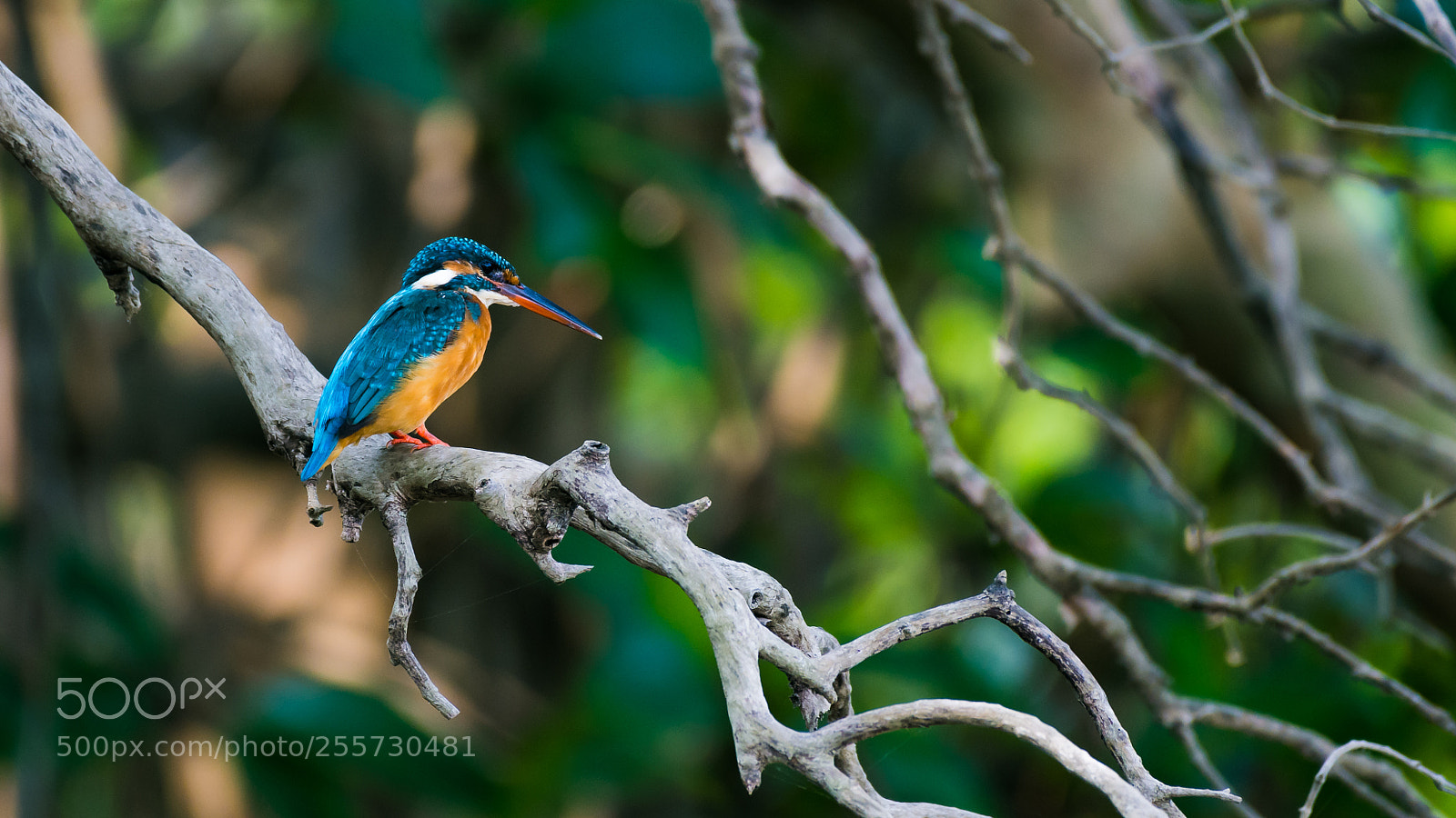 Nikon D7200 sample photo. Kingfisher photography