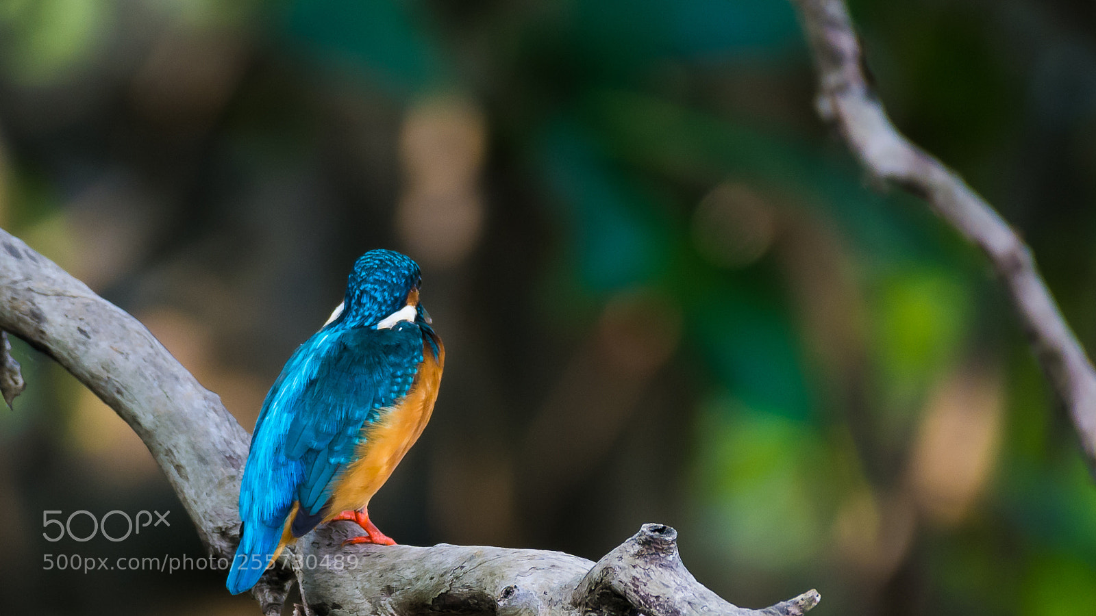 Nikon D7200 sample photo. Kingfisher photography