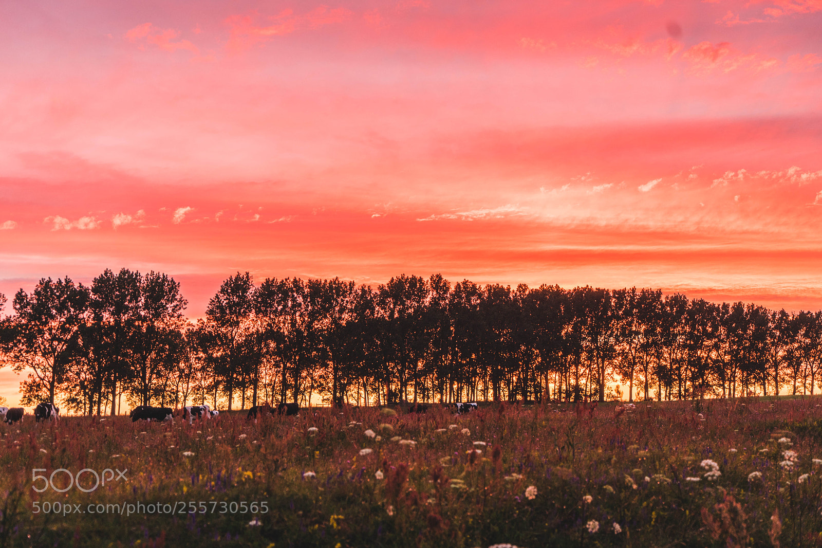Sony a7 II sample photo. Sunset photography