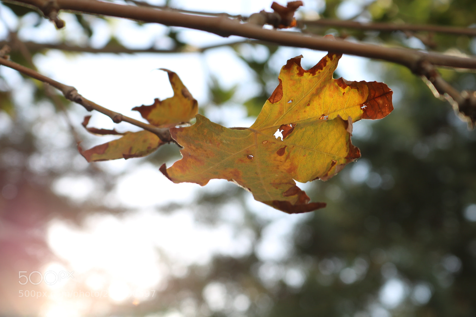 Canon EOS 750D (EOS Rebel T6i / EOS Kiss X8i) sample photo. Spring photography