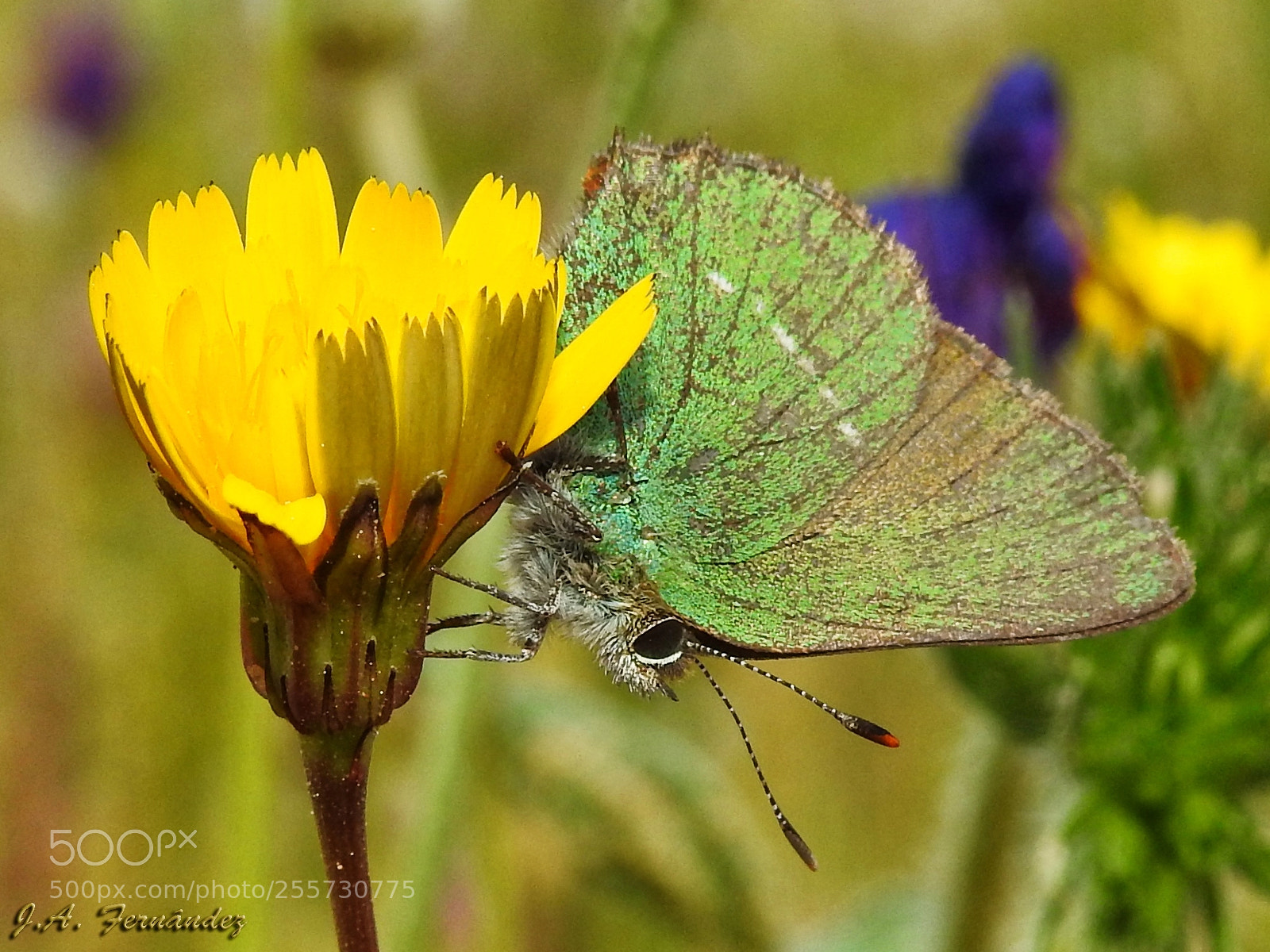 Nikon Coolpix P900 sample photo. Callophrys rubi rubi linnaeus photography
