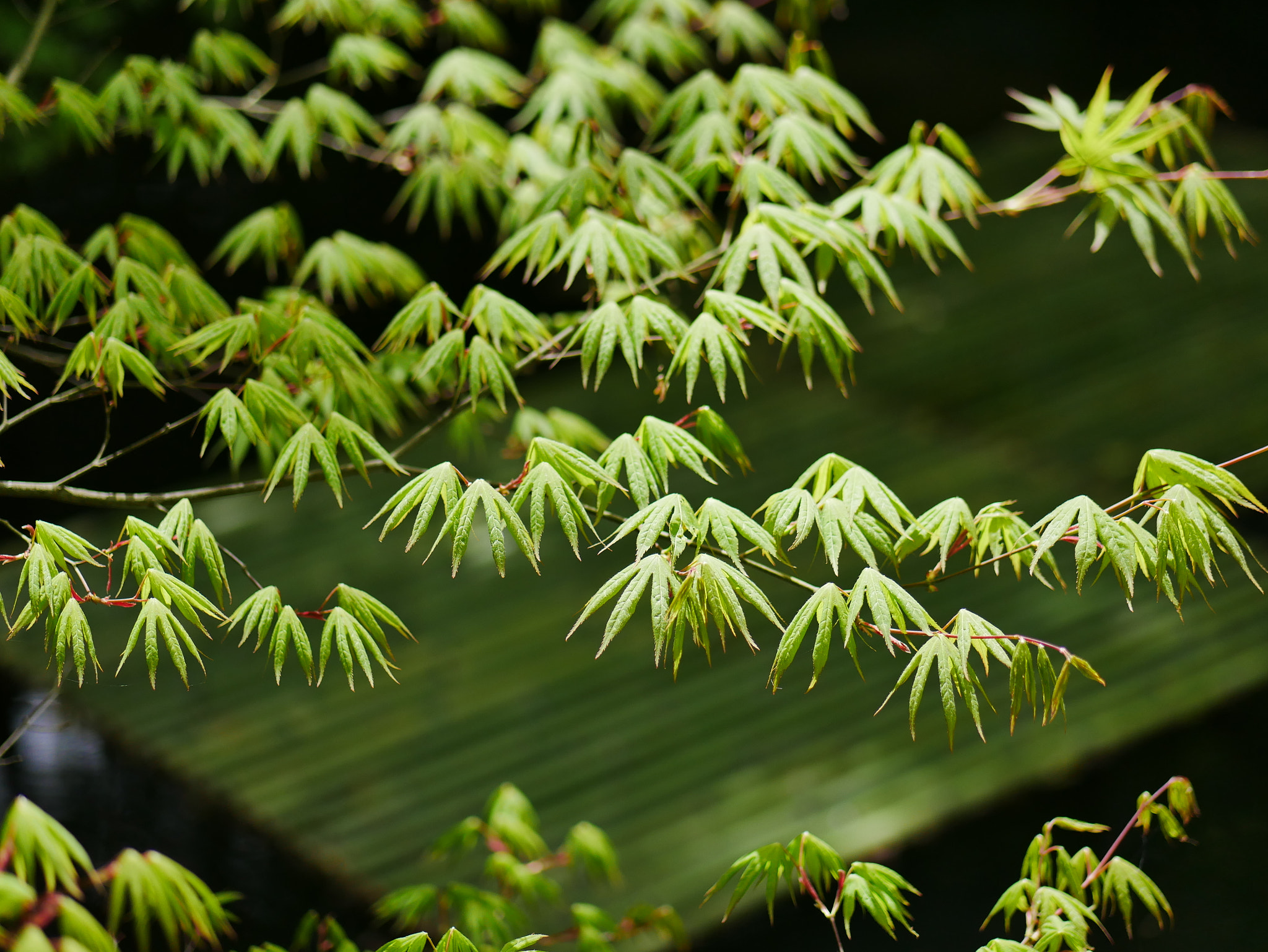 Panasonic Lumix DC-GX850 (Lumix DC-GX800 / Lumix DC-GF9) sample photo. Green kyoto photography