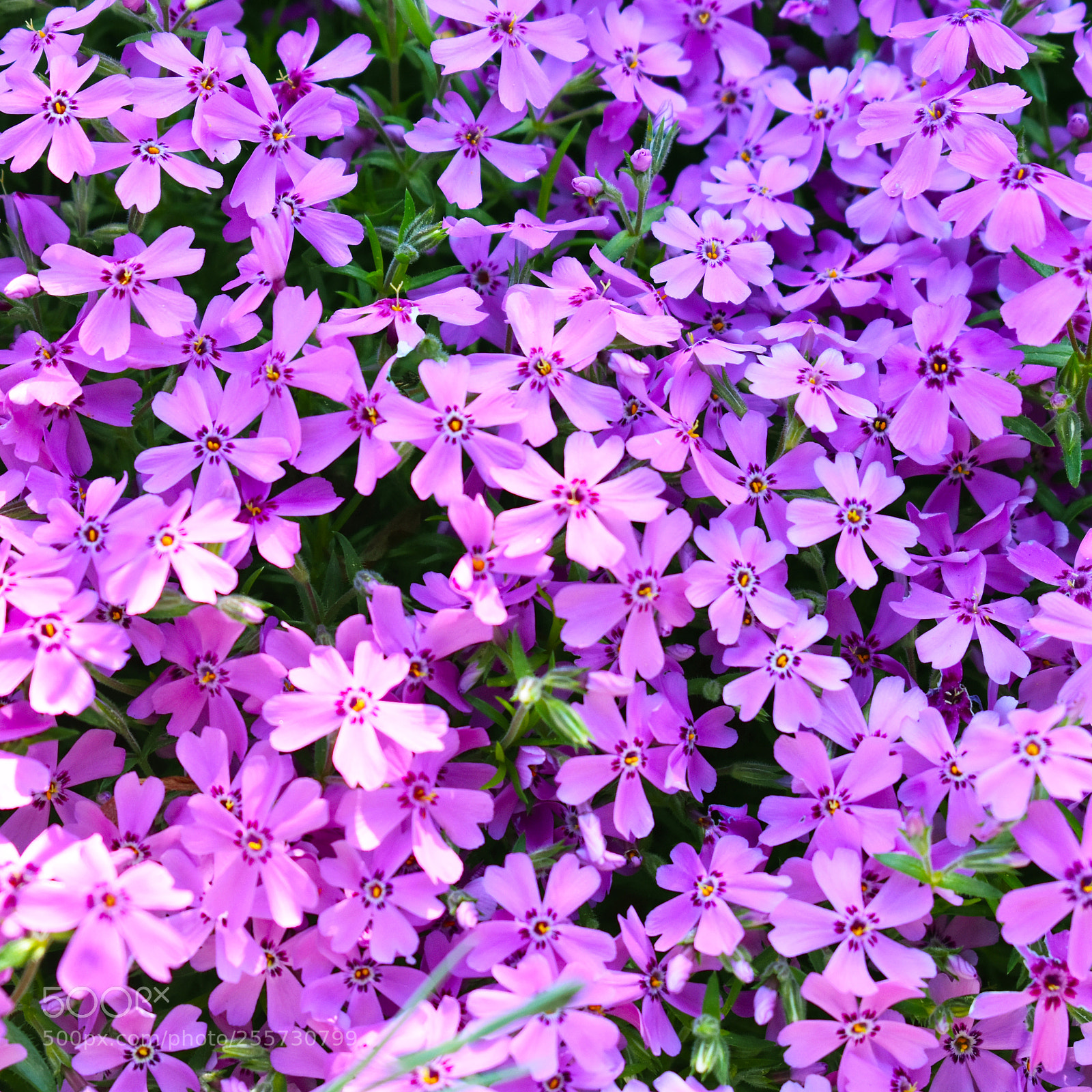 Nikon D3400 sample photo. Petals photography