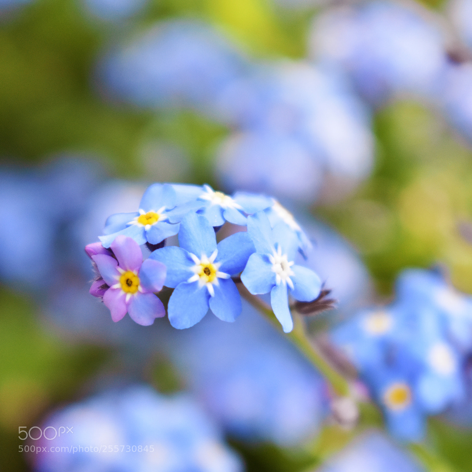 Nikon D3400 sample photo. Blue photography