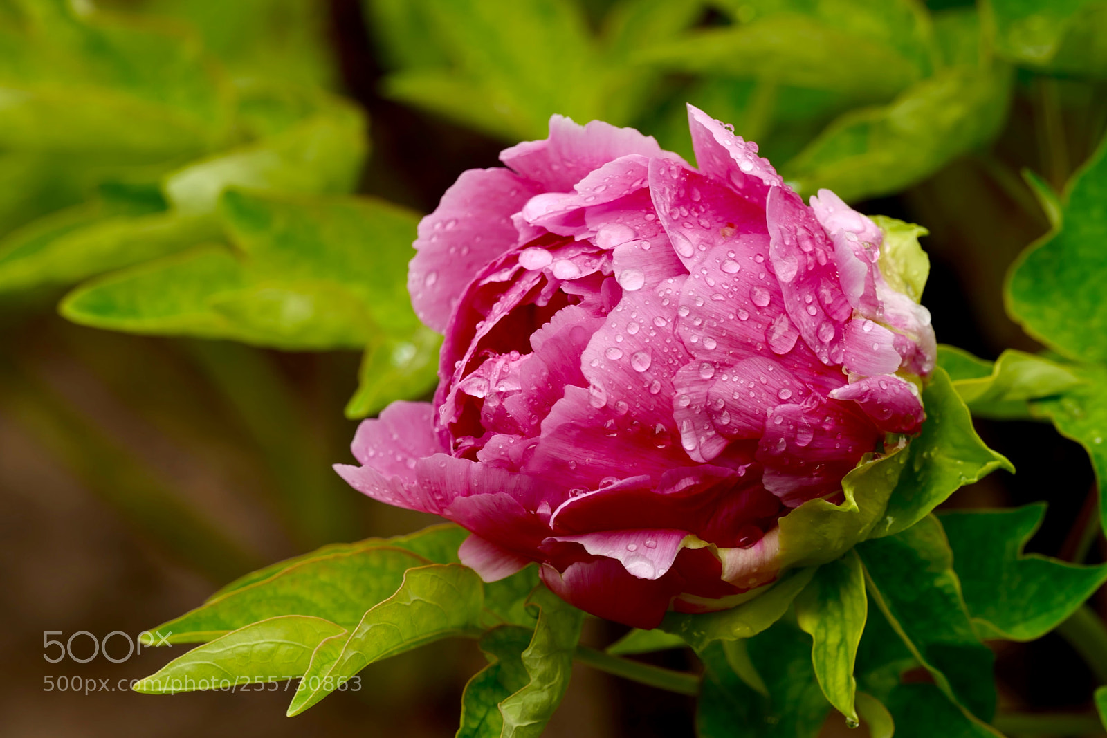 Leica SL (Typ 601) sample photo. Untitled photography