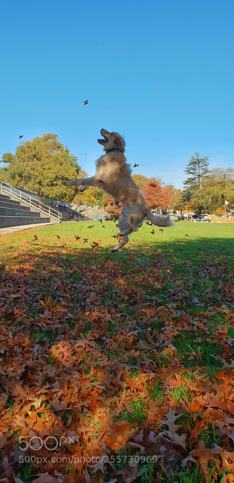 Samsung Galaxy S9 sample photo. Autumn fun photography