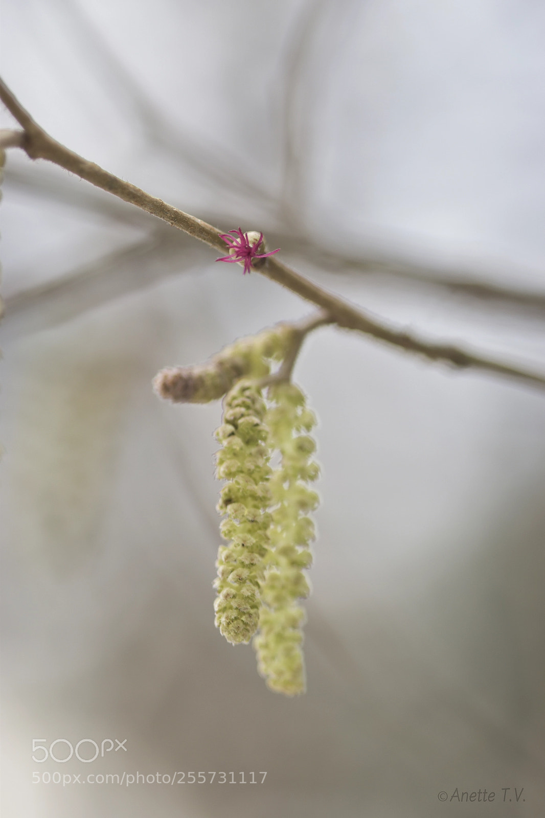 Nikon D5500 sample photo. Small spring flower .. photography