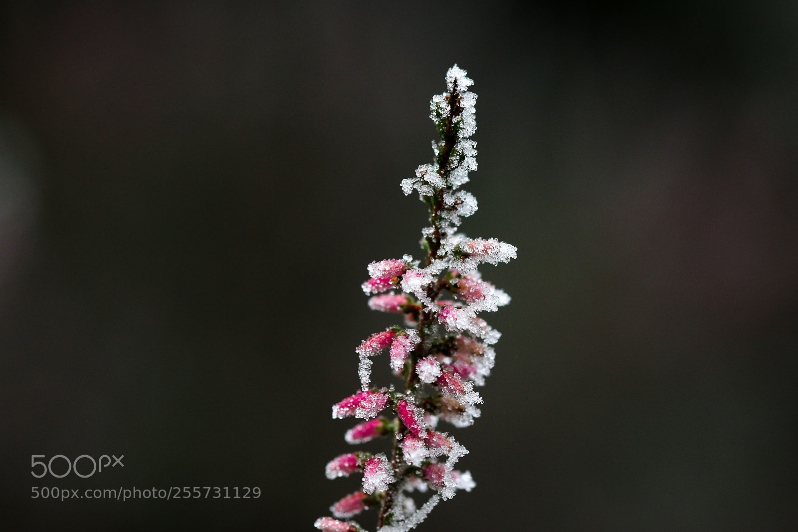 Canon EOS 70D sample photo. Untitled photography
