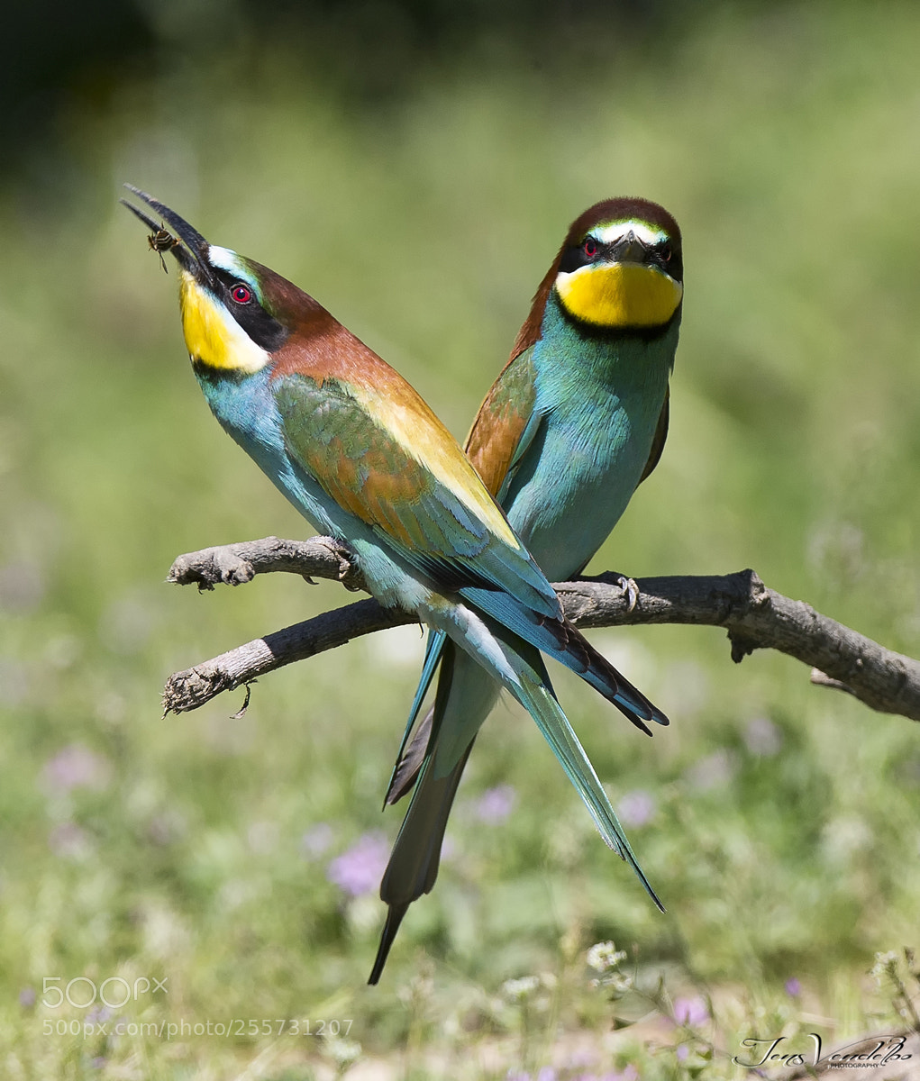 Canon EOS-1D X sample photo. European bee-eater photography