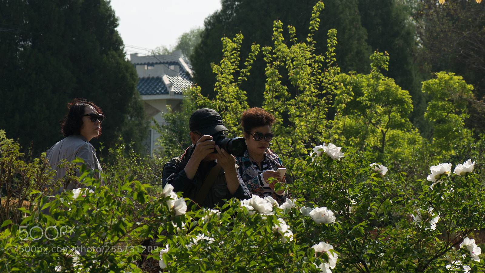 Nikon D800E sample photo. Shoot peony photography