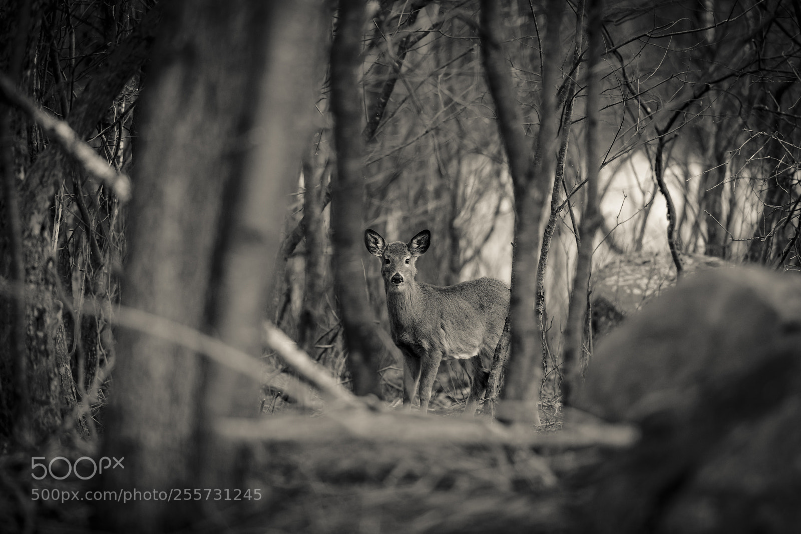 Canon EOS-1D X Mark II sample photo. Forest deer photography