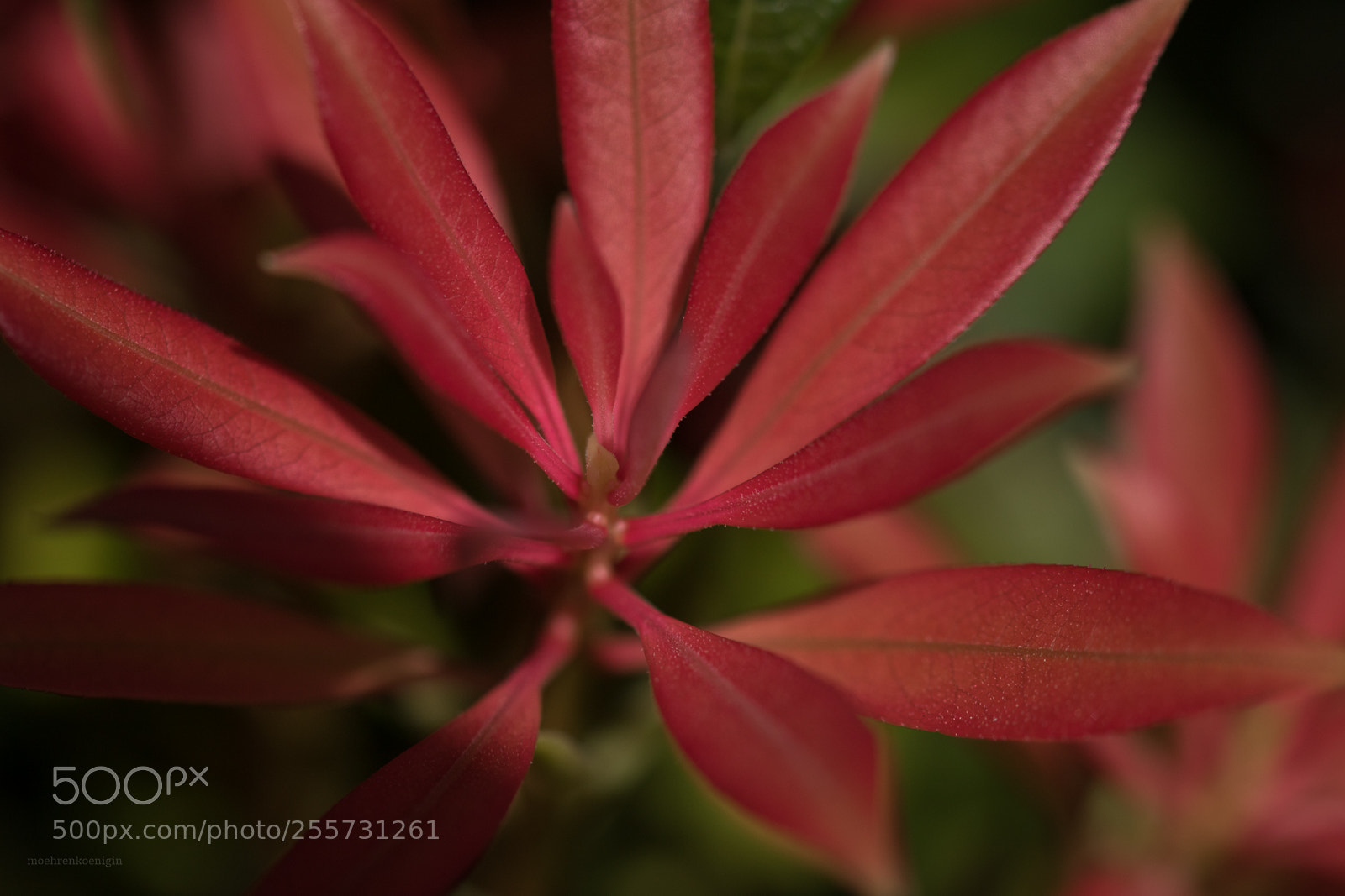 Canon EOS 750D (EOS Rebel T6i / EOS Kiss X8i) sample photo. Red photography