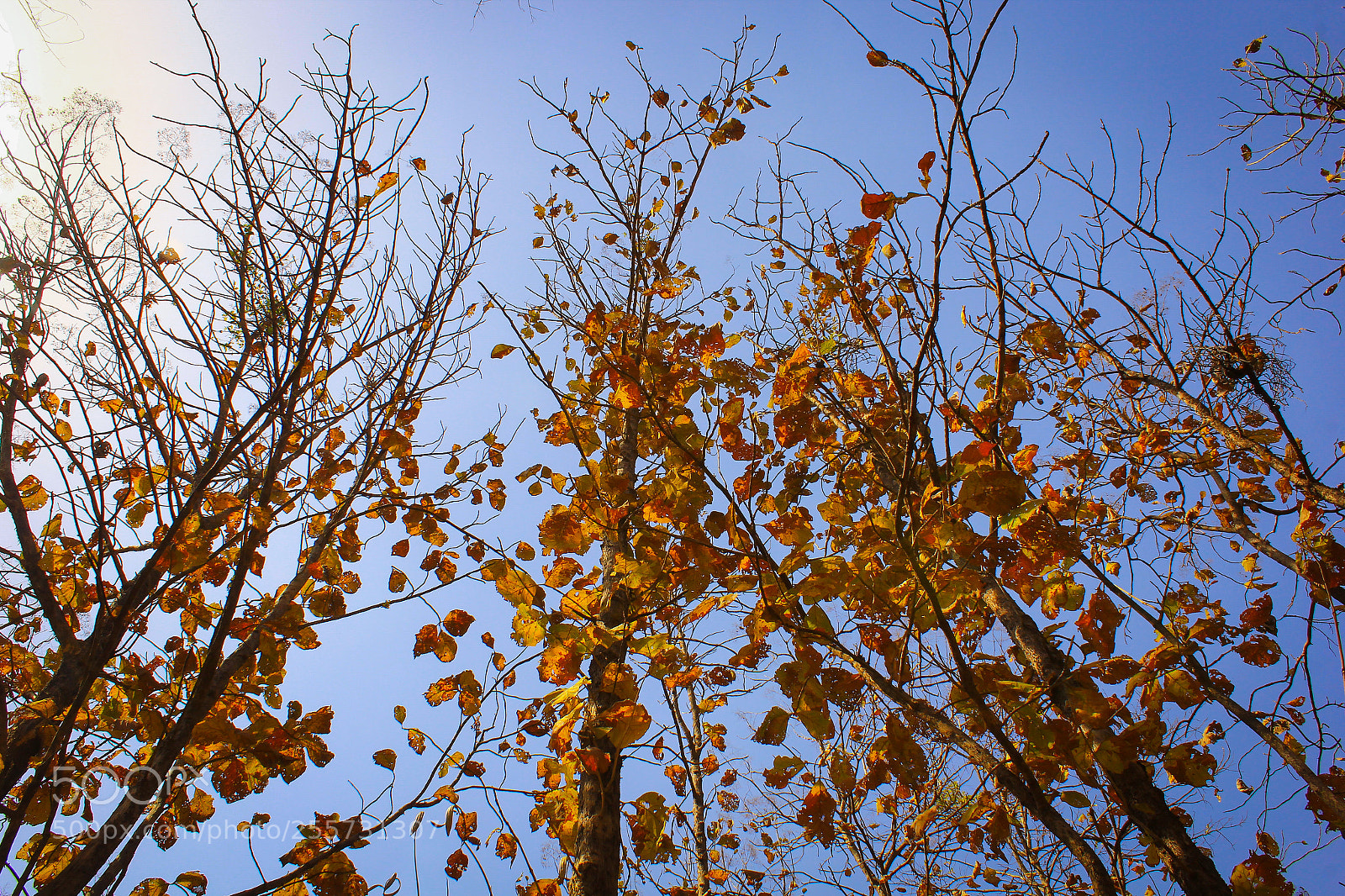 Canon EOS 60D sample photo. Dryness photography