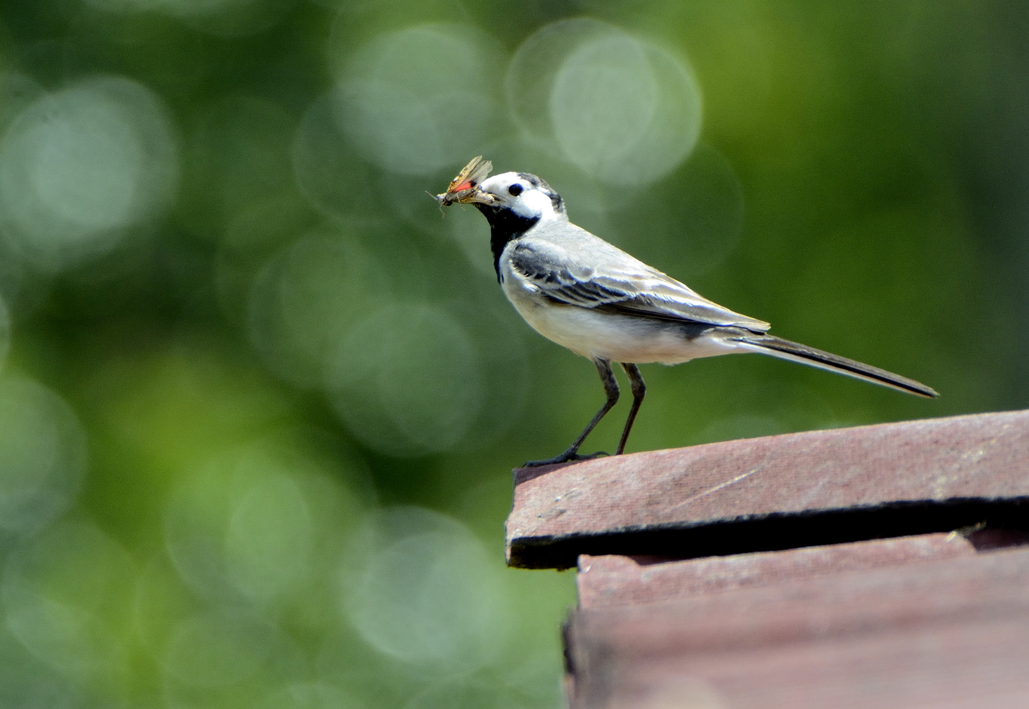 Nikon D7000 sample photo. Rico saltamontes. photography