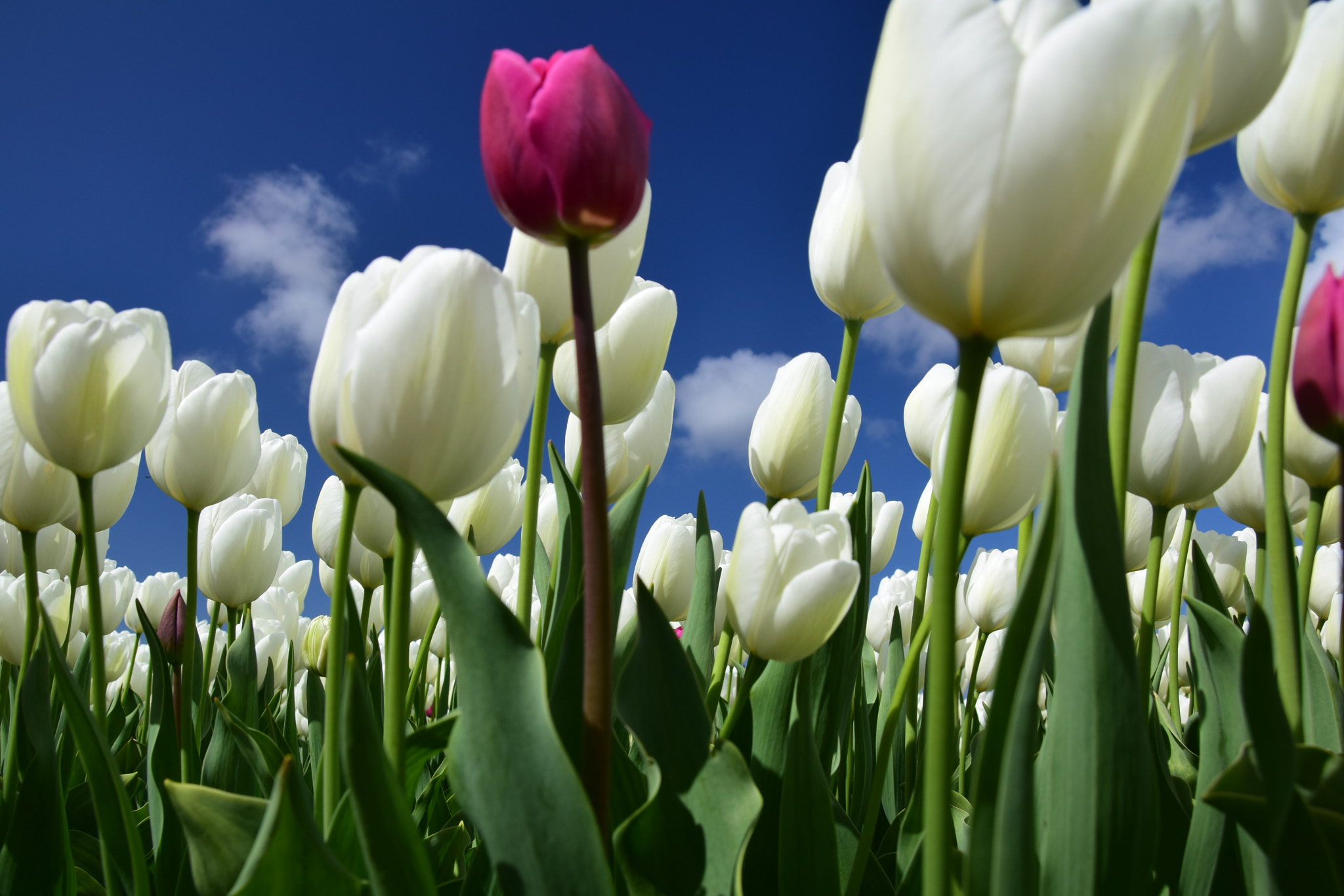 Nikon D5300 sample photo. Tulips & blue skies photography