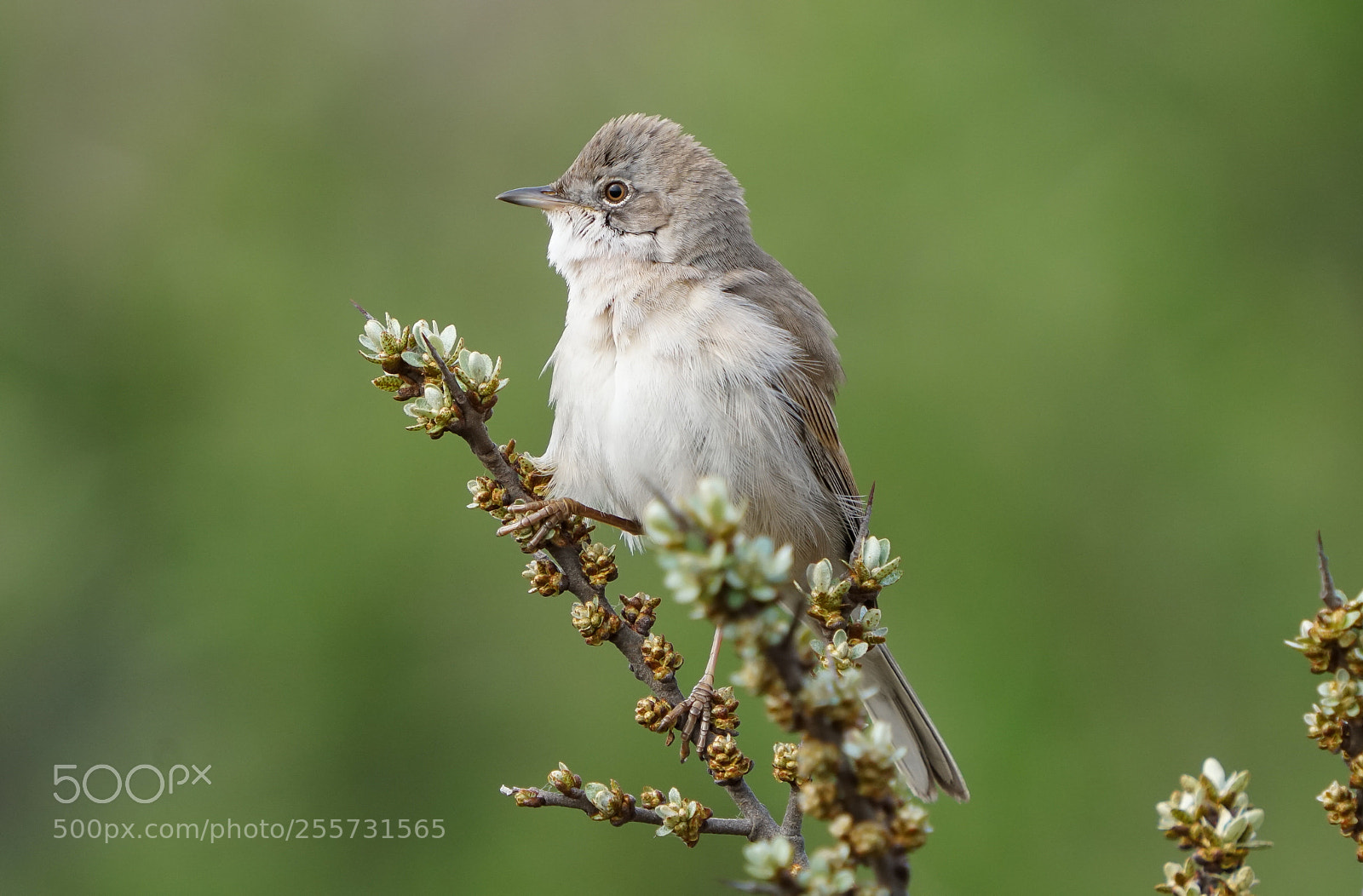 Sony a6500 sample photo. Whitethroat, grasmus, bakkum 1018 photography