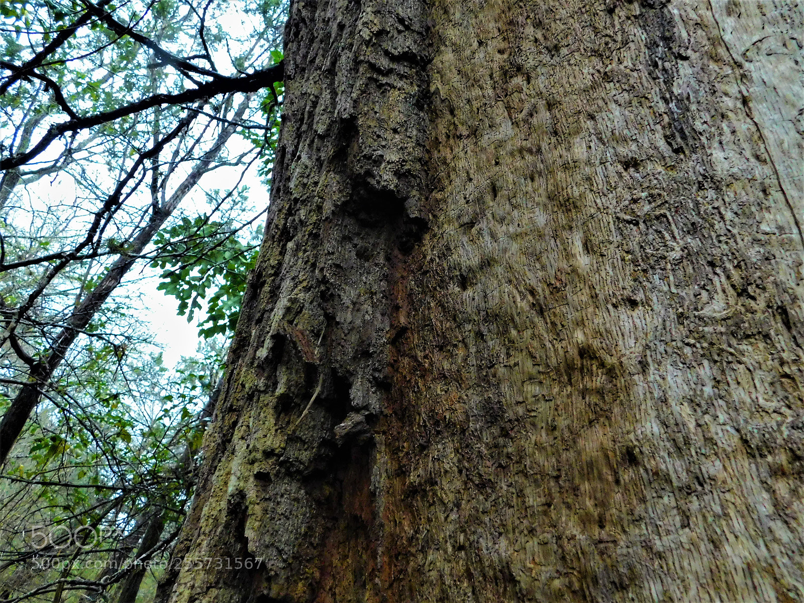 Nikon Coolpix B500 sample photo. () photography