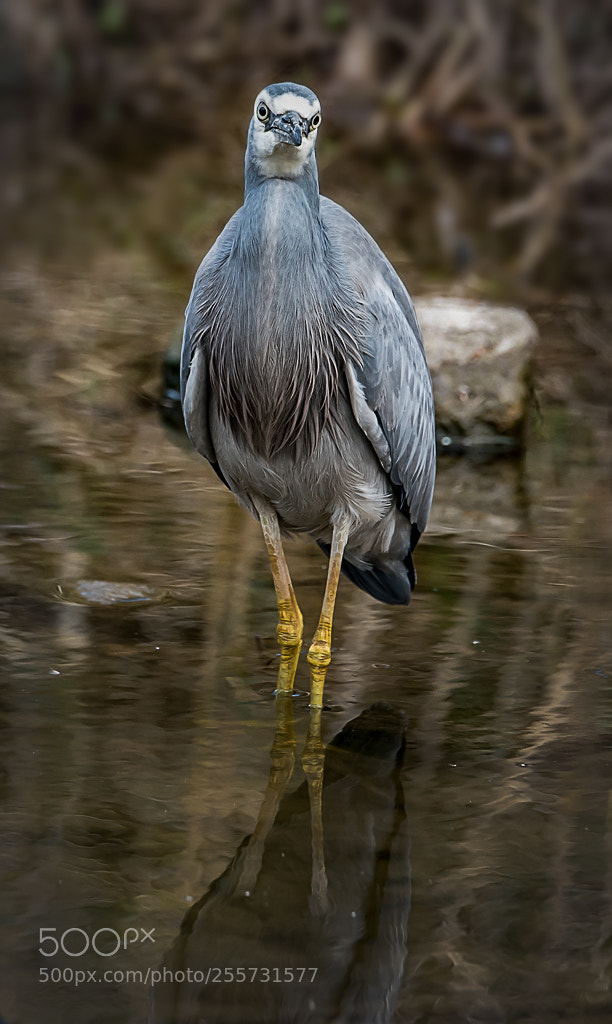 Nikon D5500 sample photo. White face heron photography