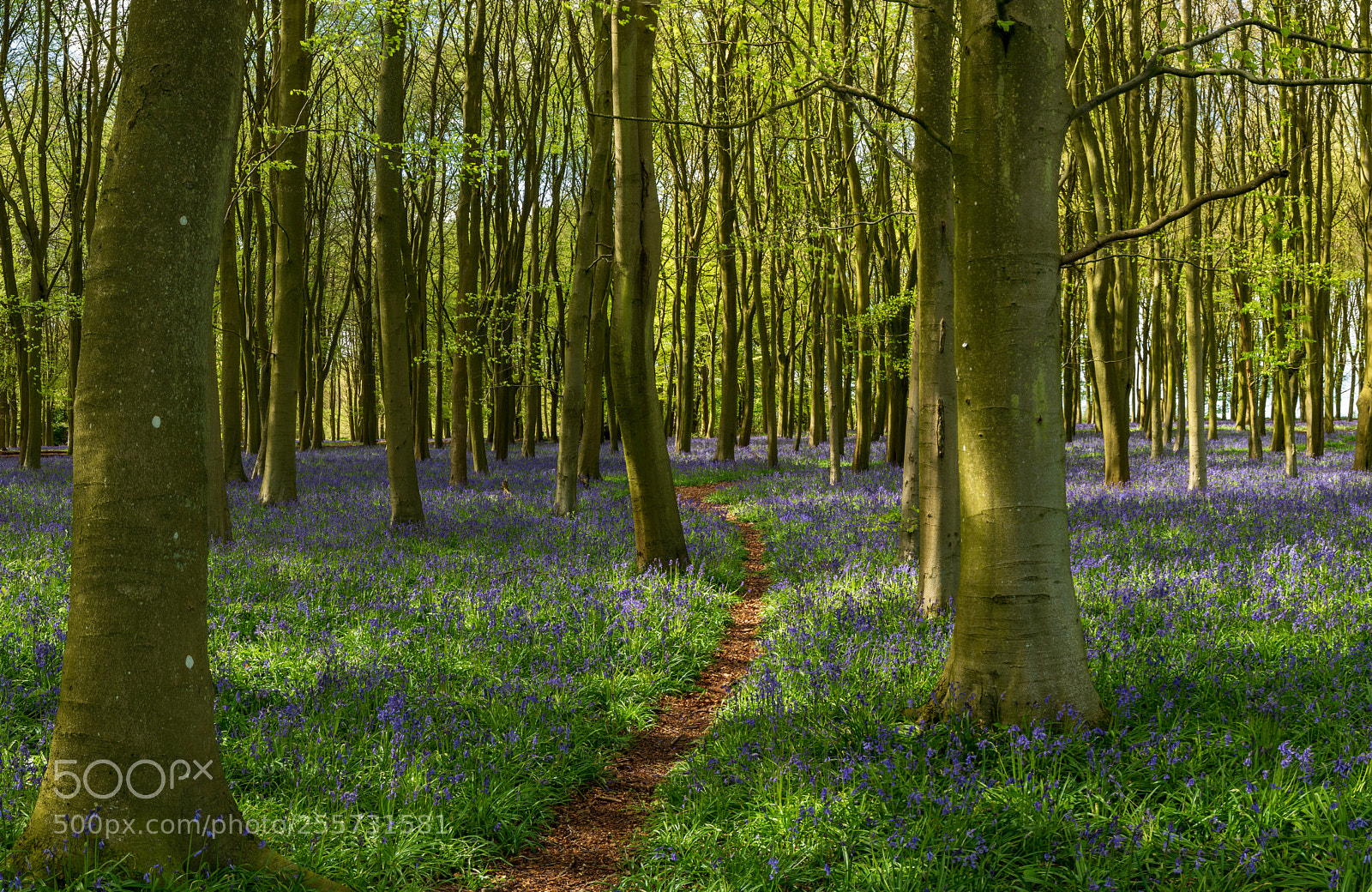 Canon EOS-1D X Mark II sample photo. Bradbury hill photography